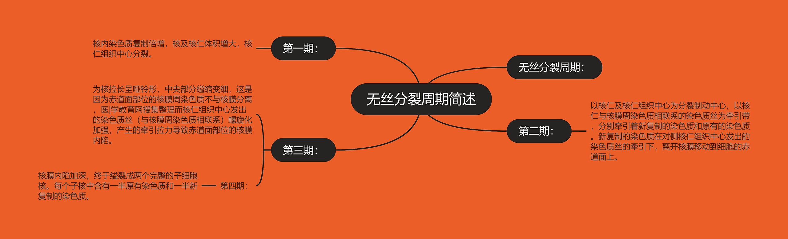 无丝分裂周期简述 无丝分裂周期简述