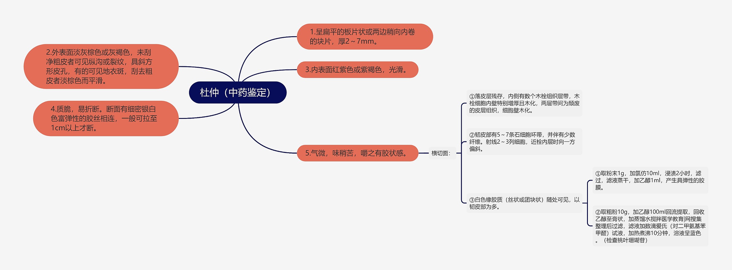 杜仲（中药鉴定）思维导图