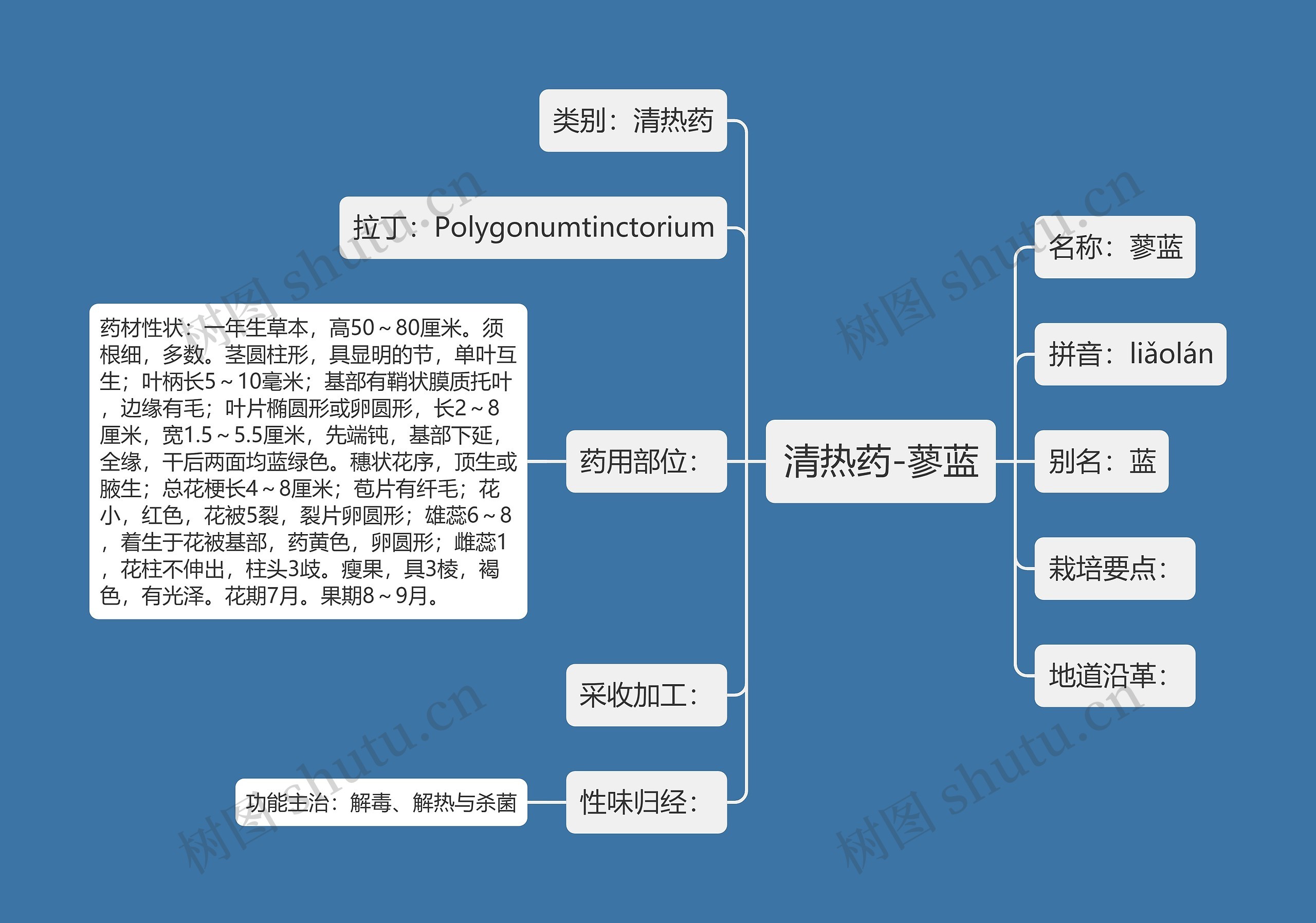 清热药-蓼蓝思维导图