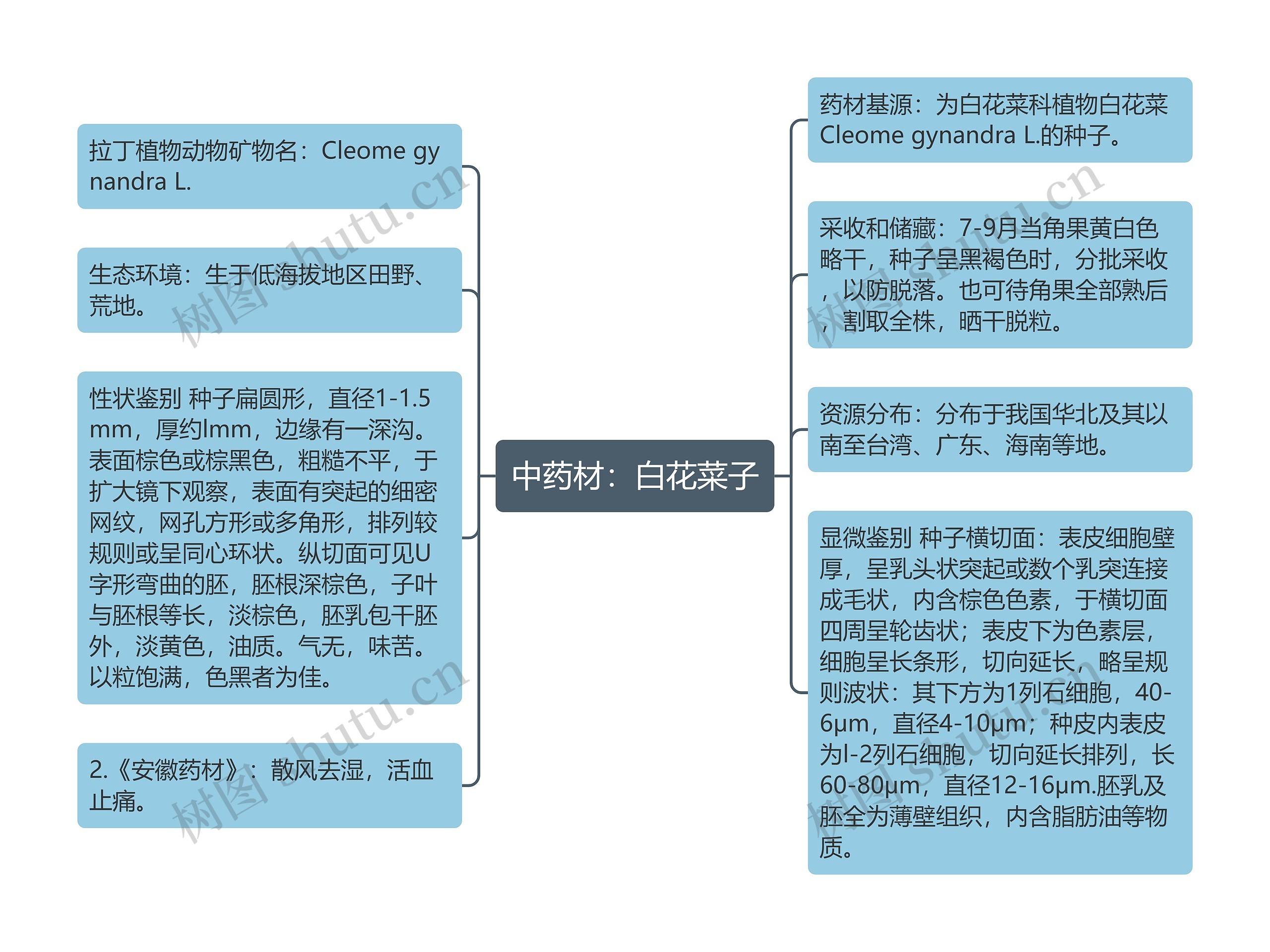 中药材：白花菜子思维导图