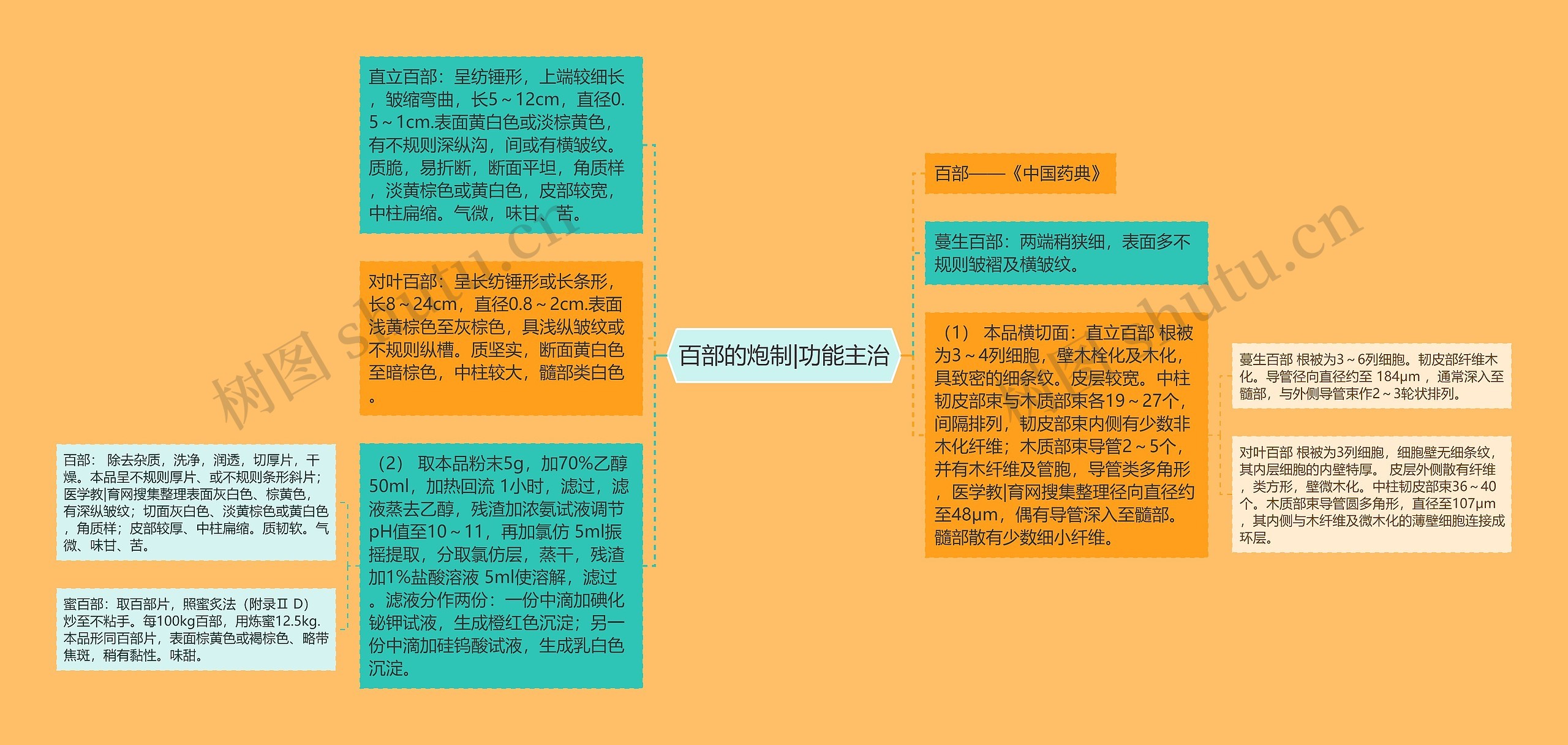 百部的炮制|功能主治 百部的炮制|功能主治