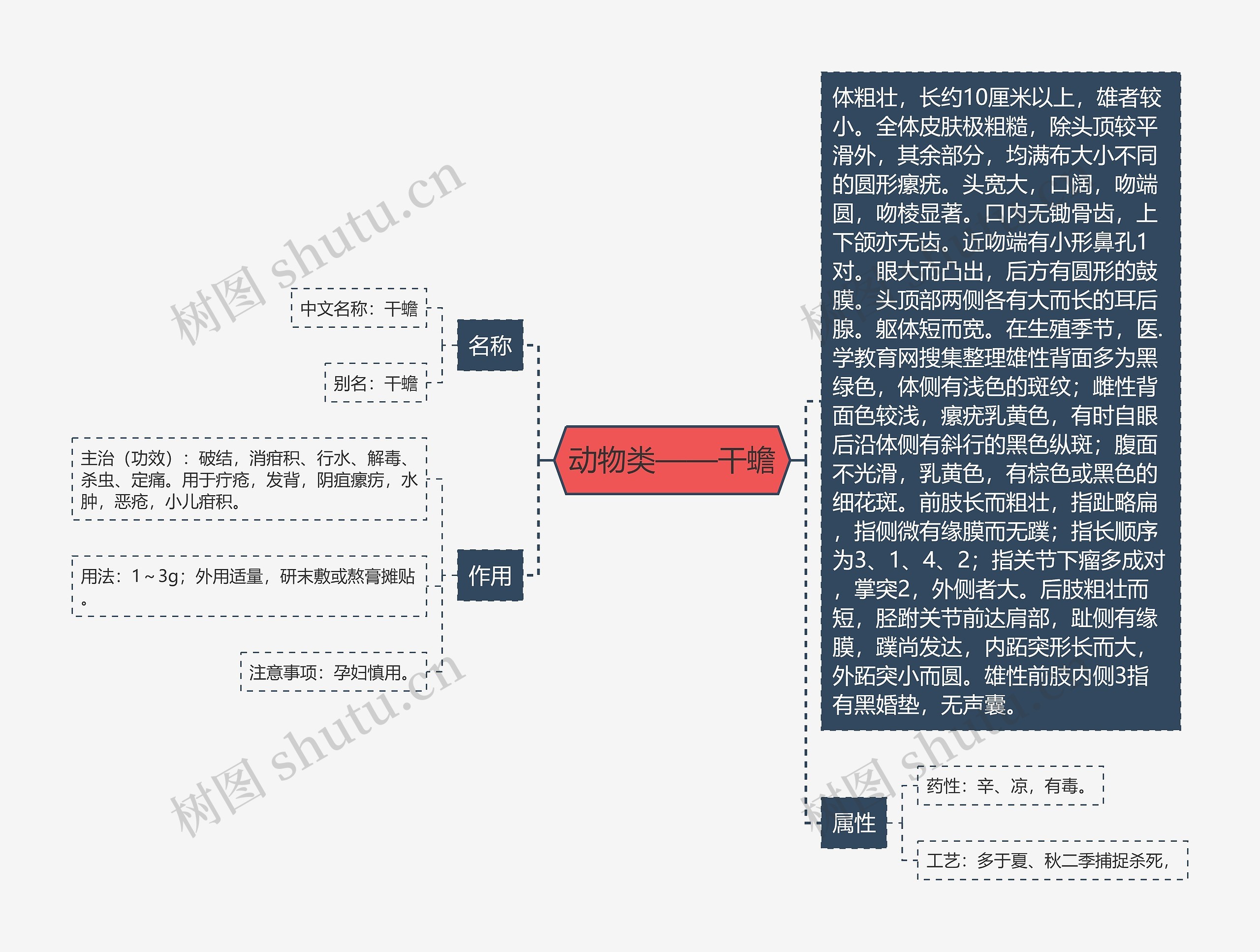 动物类——干蟾思维导图