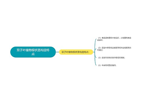 双子叶植物根状茎构造特点