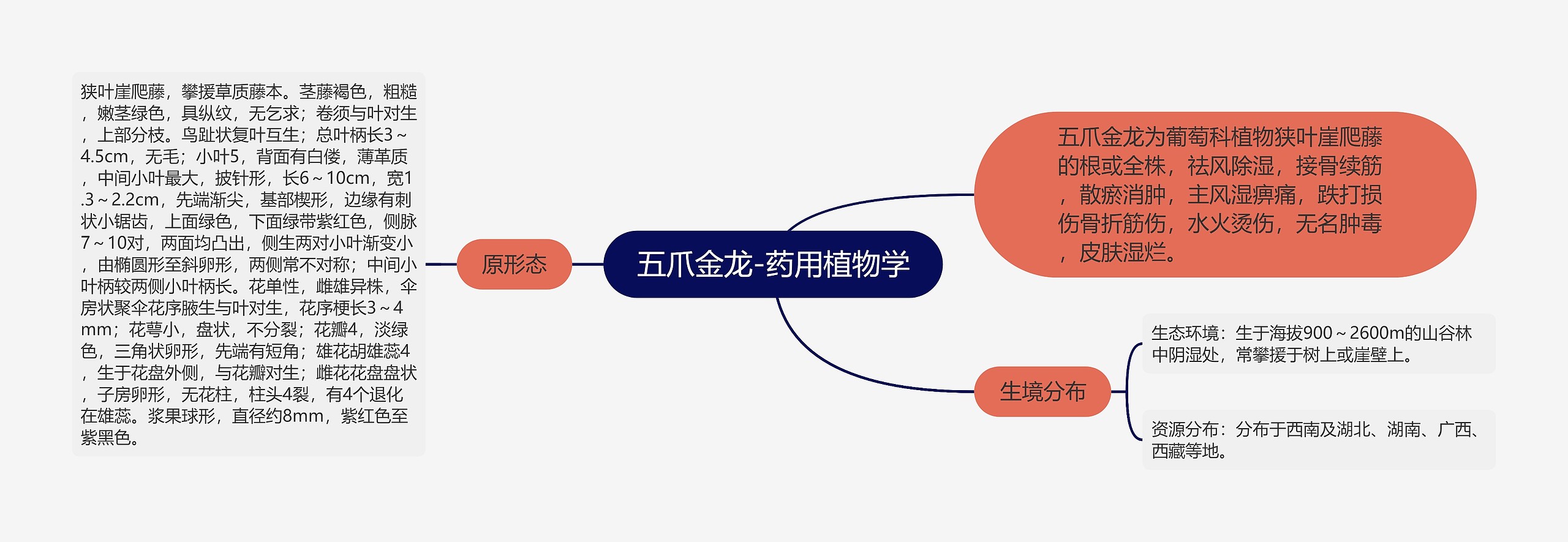 五爪金龙-药用植物学思维导图