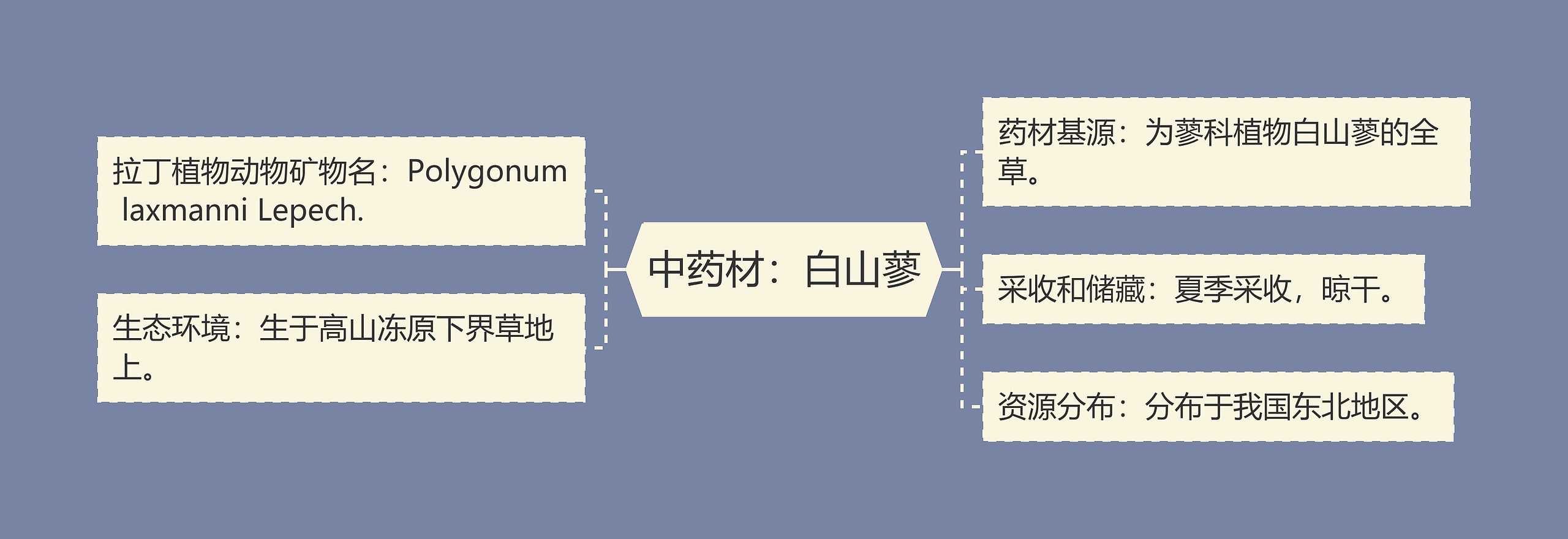 中药材：白山蓼思维导图