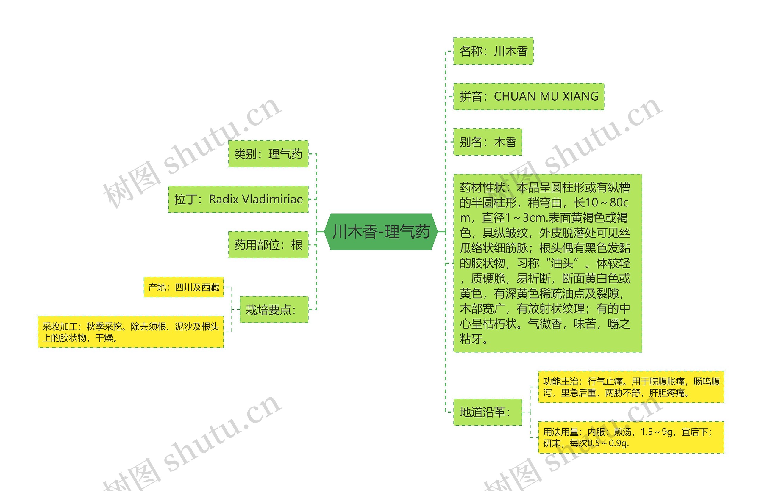 川木香-理气药 川木香-理气药