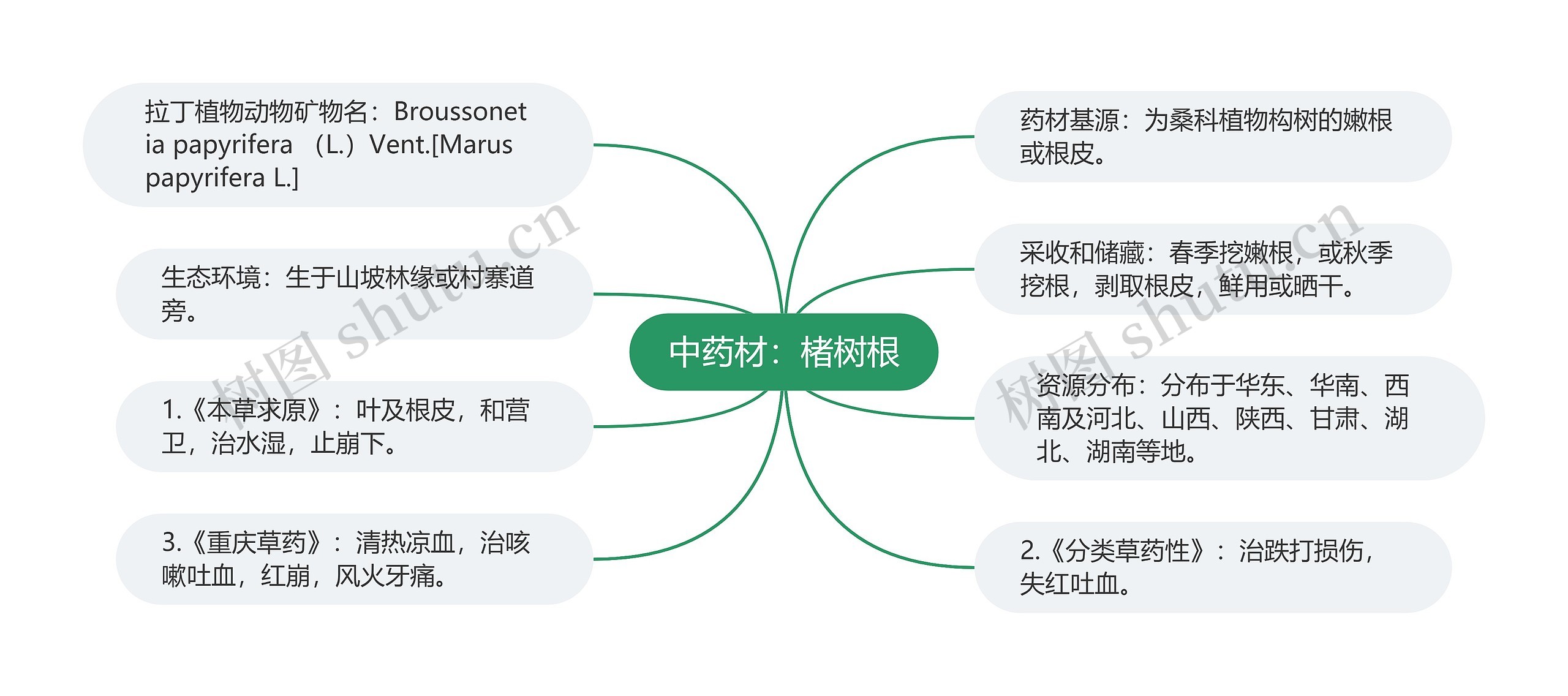 中药材：楮树根思维导图