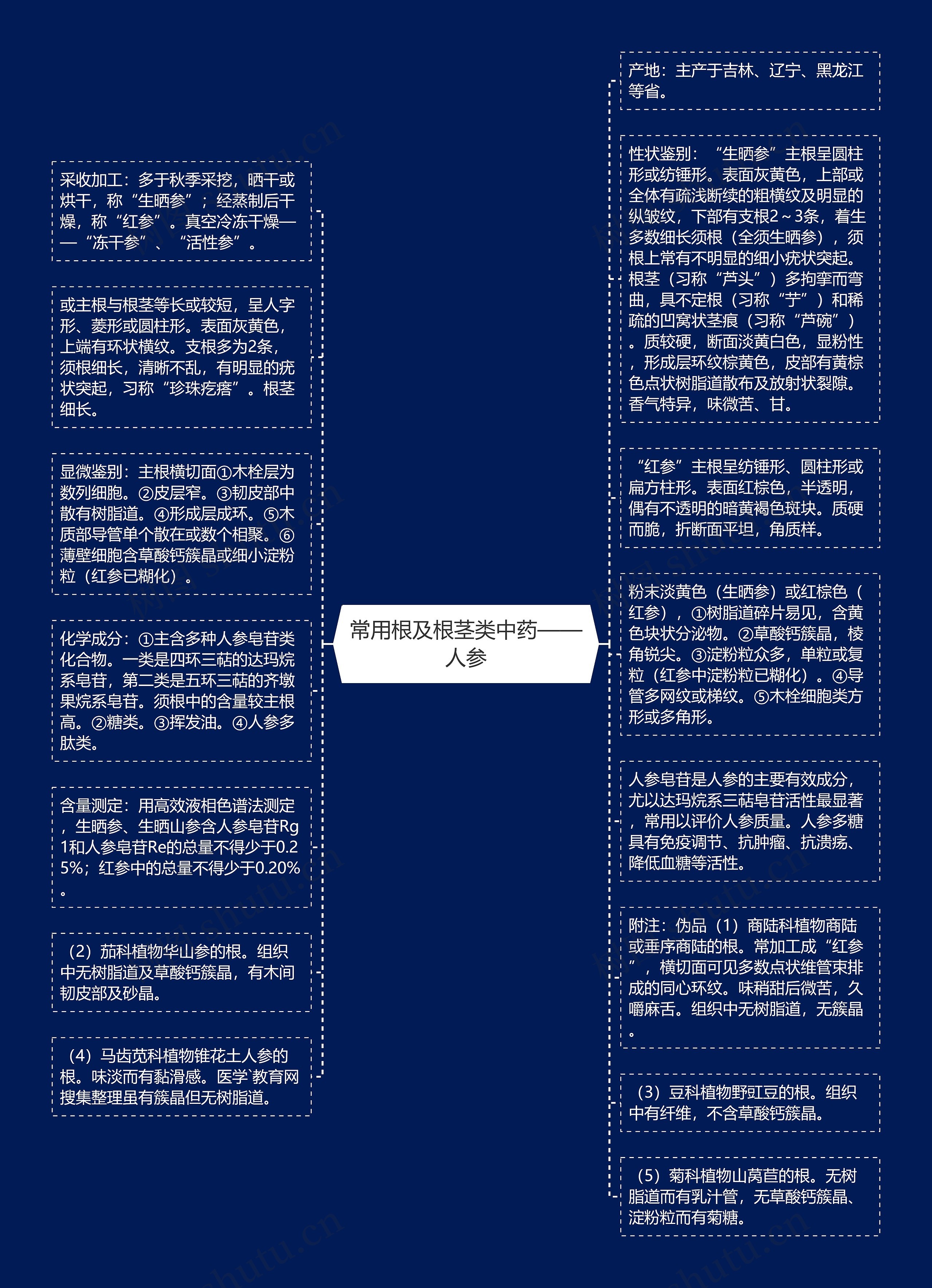 常用根及根茎类中药——人参思维导图