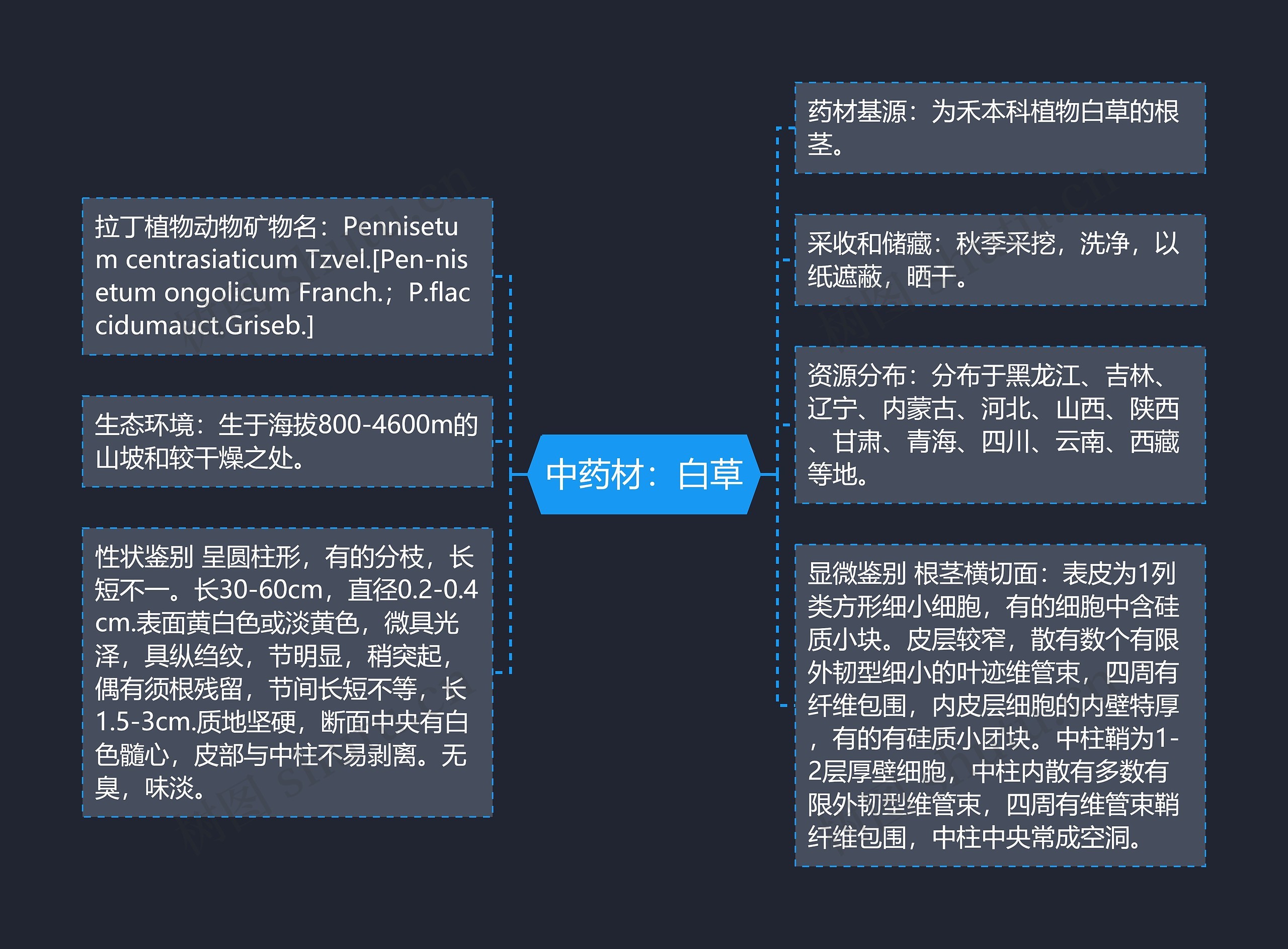 中药材:白草 中药材:白草