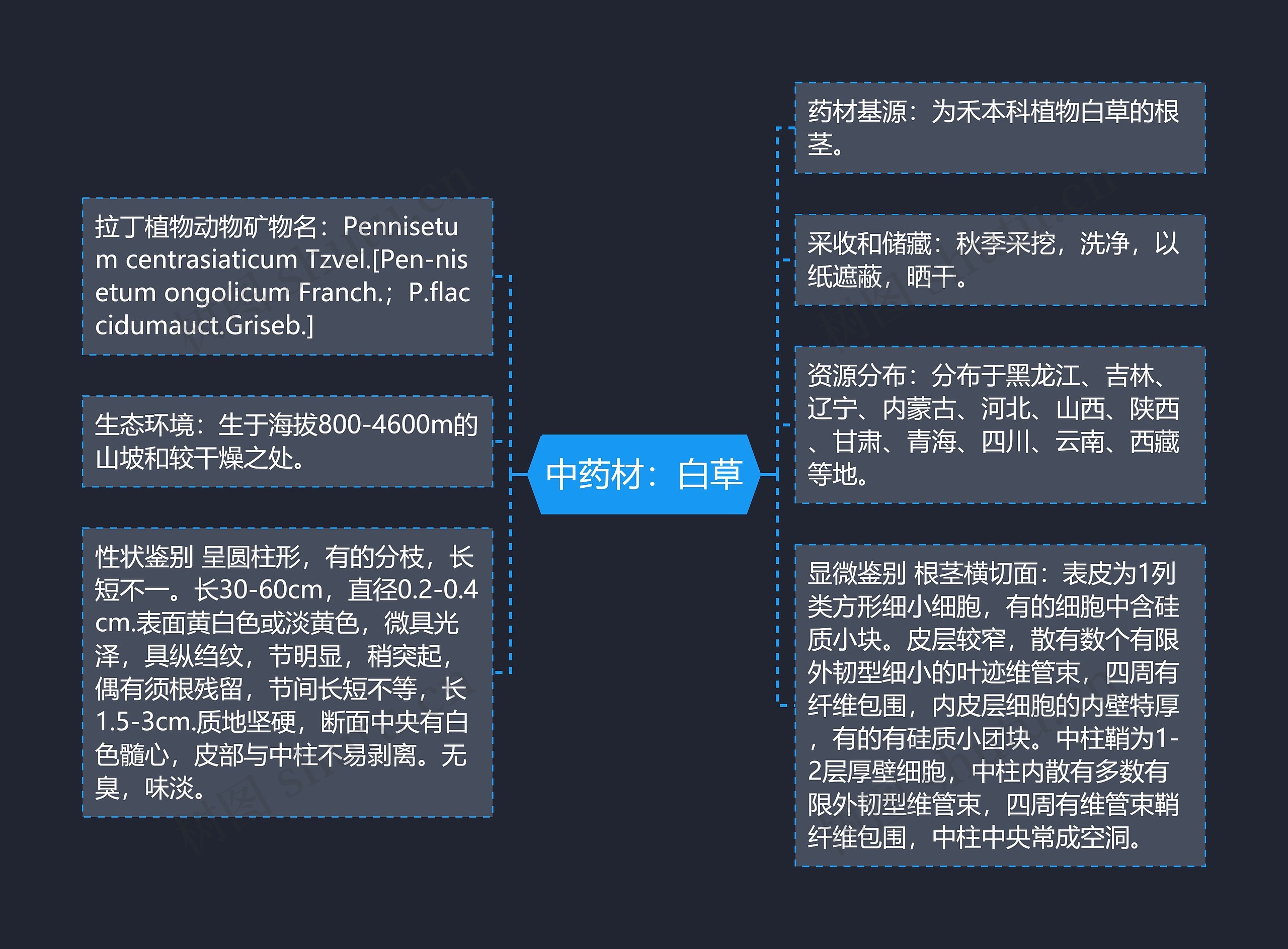 中药材：白草思维导图