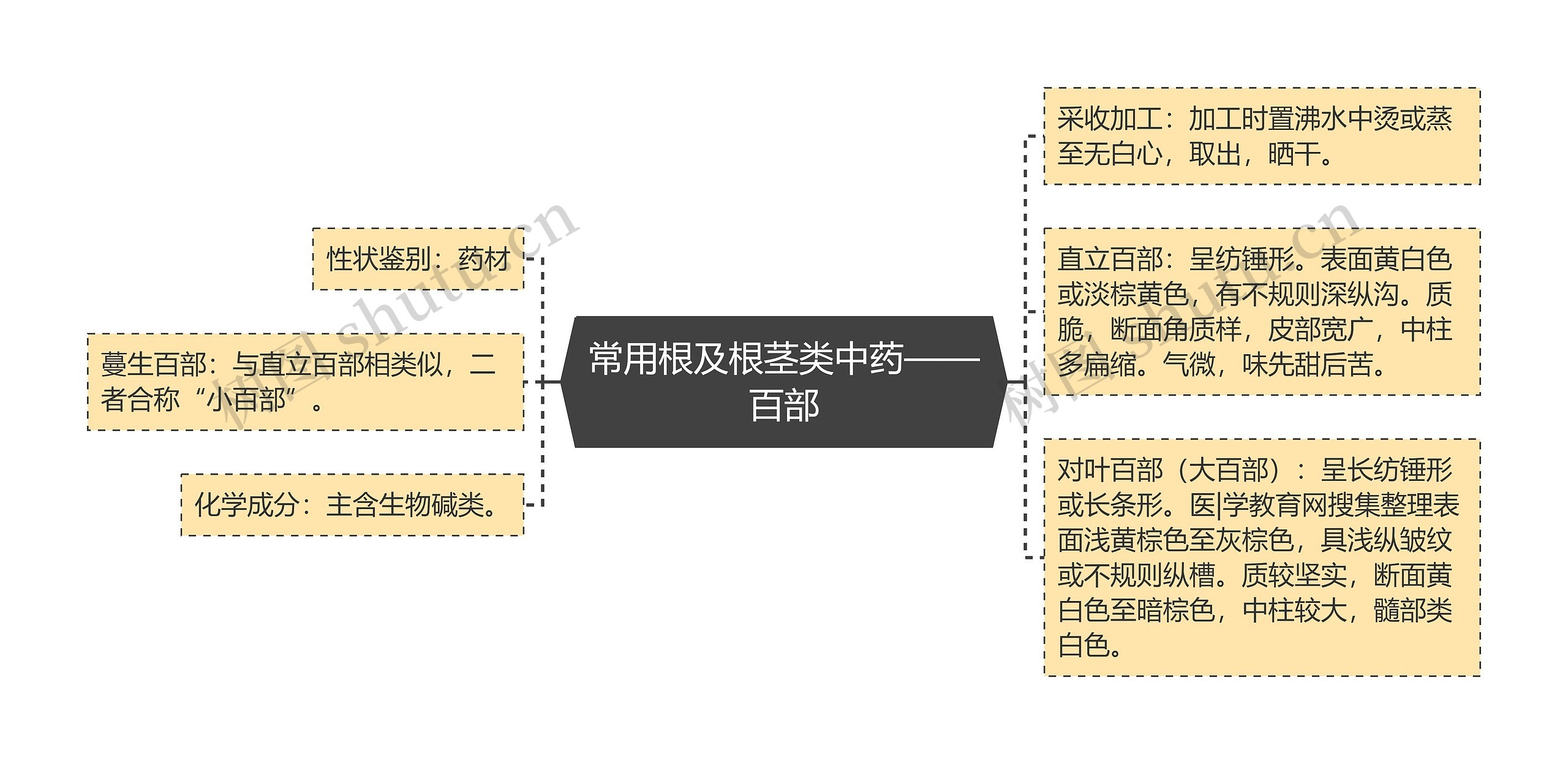 常用根及根茎类中药——百部思维导图