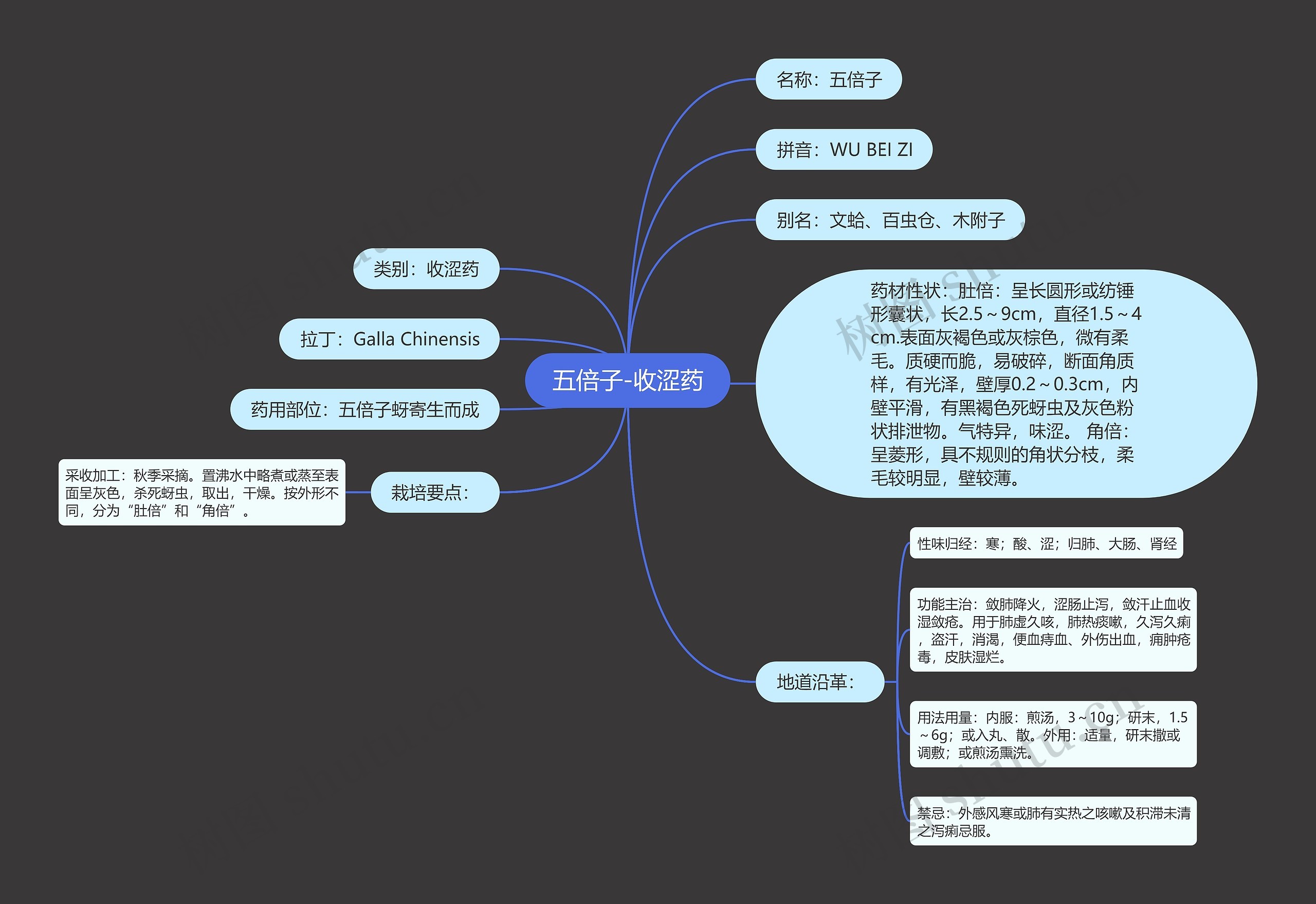 五倍子-收涩药思维导图