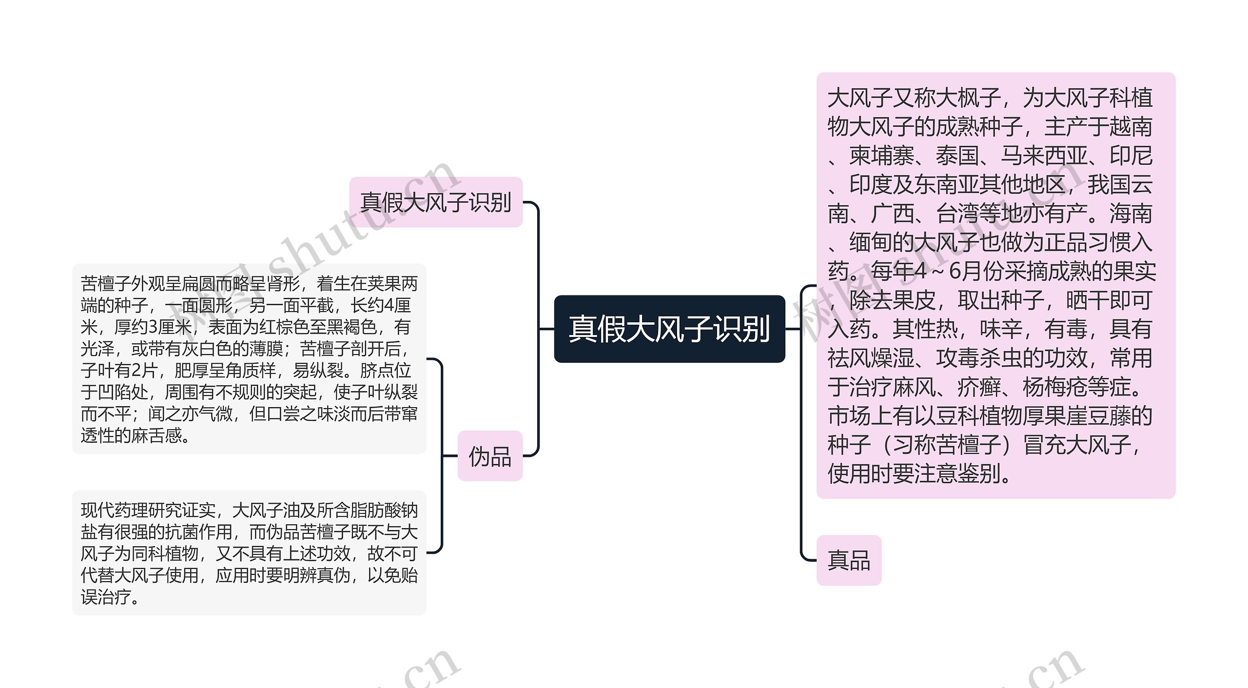 真假大风子识别思维导图