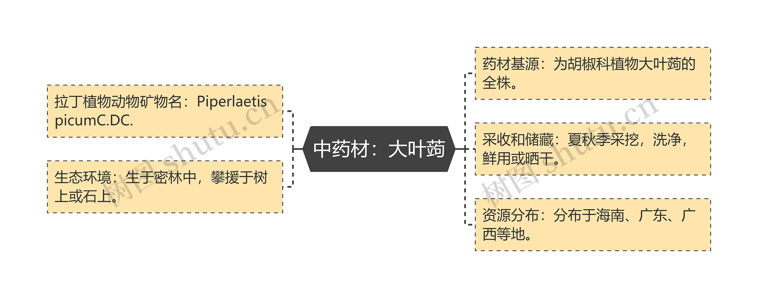 中药材：大叶蒟思维导图