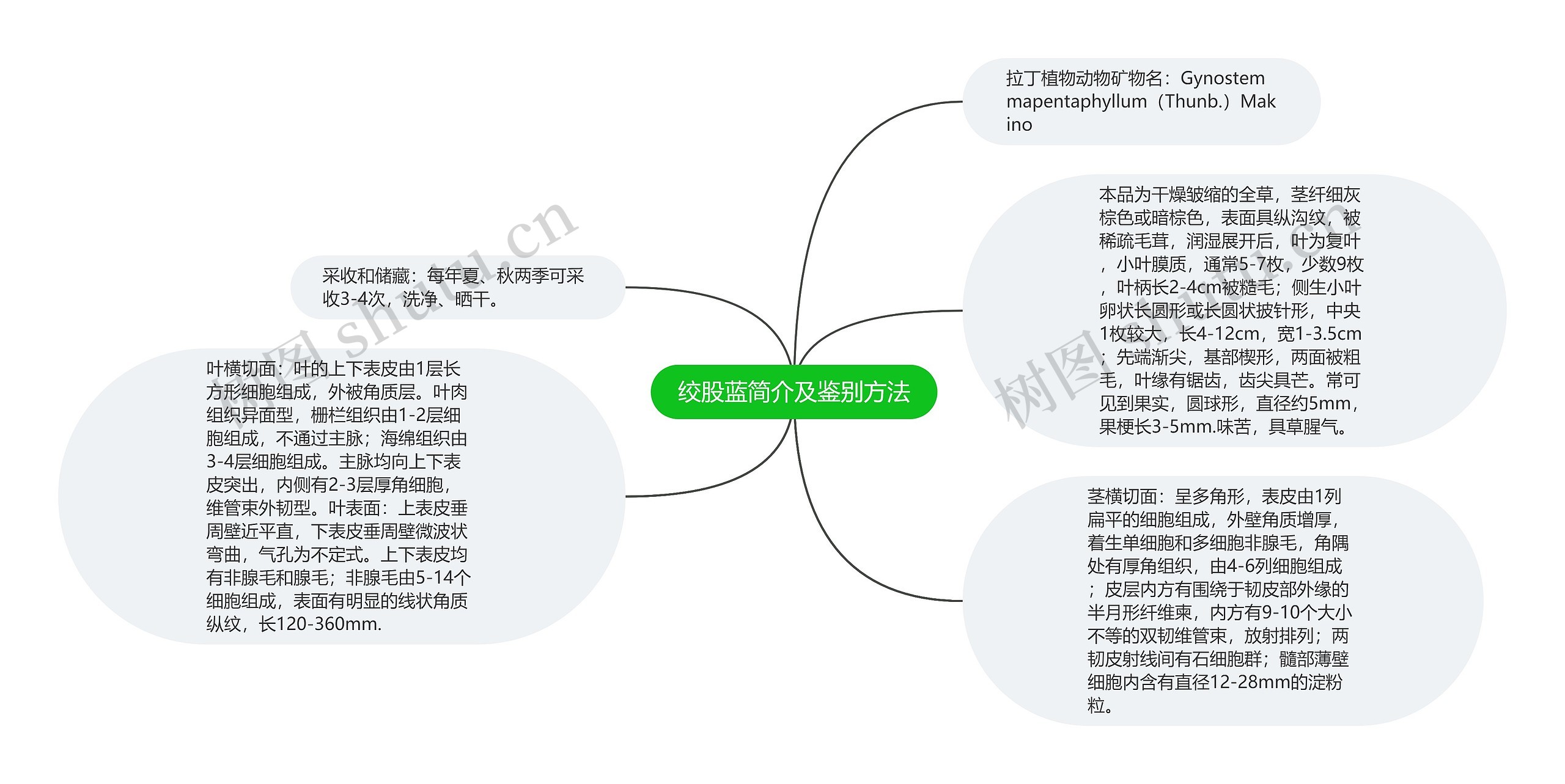 绞股蓝简介及鉴别方法思维导图