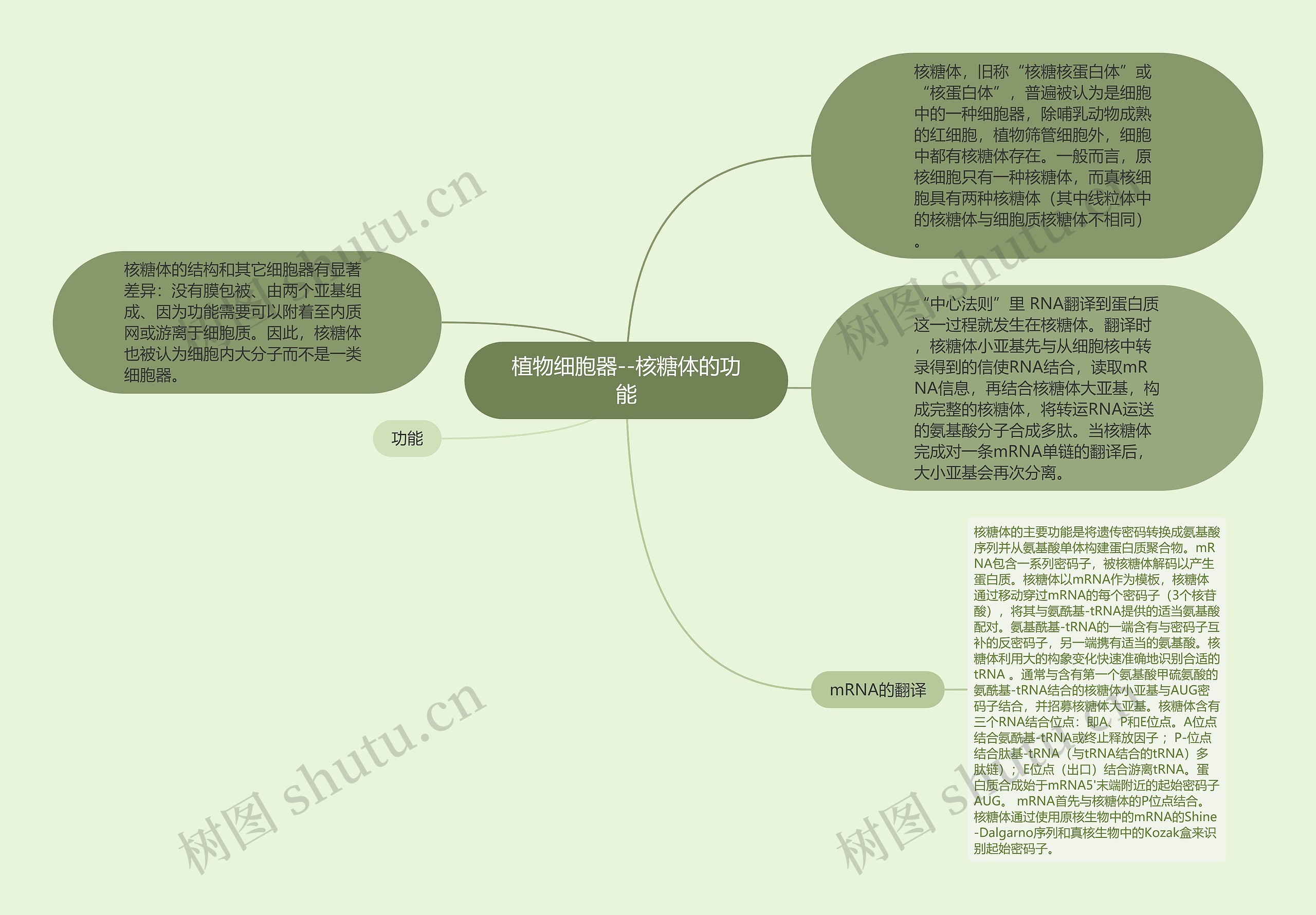 植物细胞器--核糖体的功能思维导图