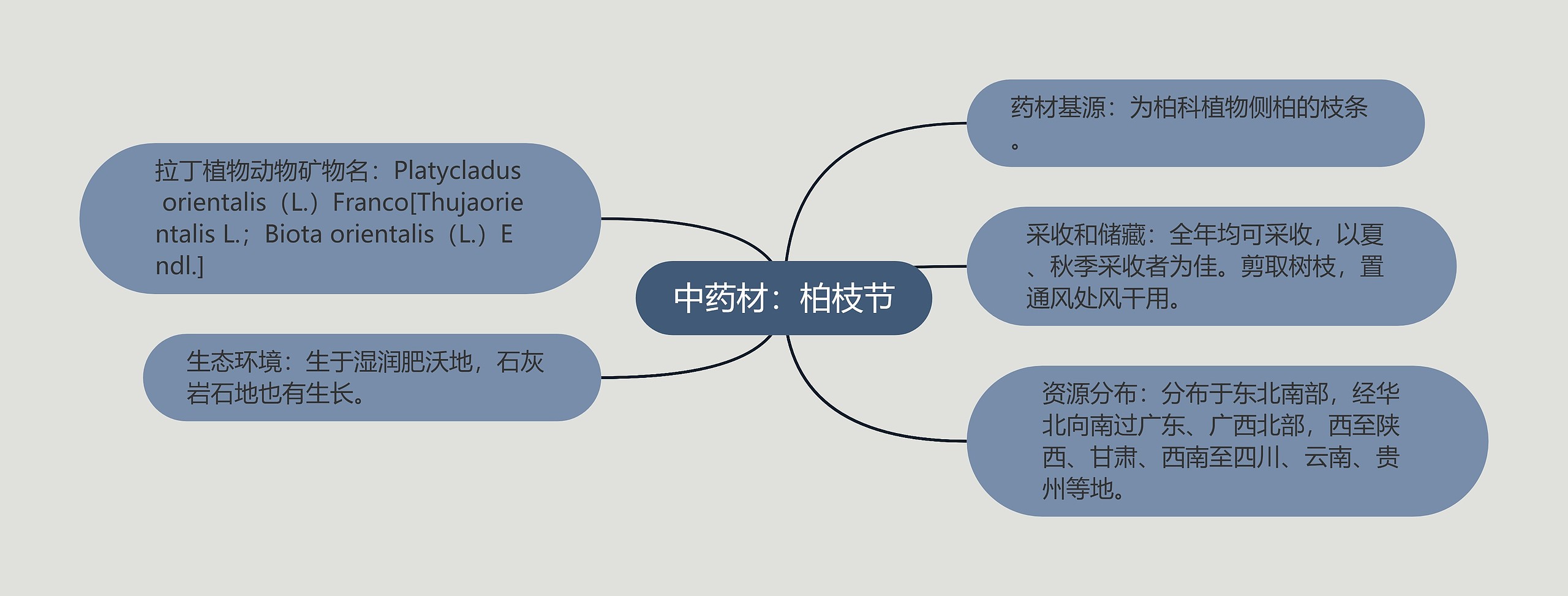 中药材：柏枝节思维导图