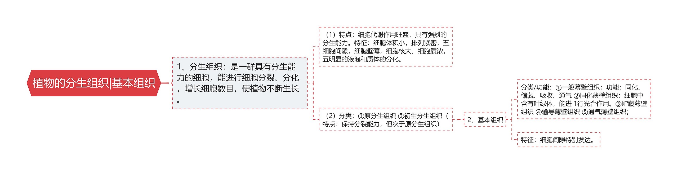 植物的分生组织|基本组织思维导图