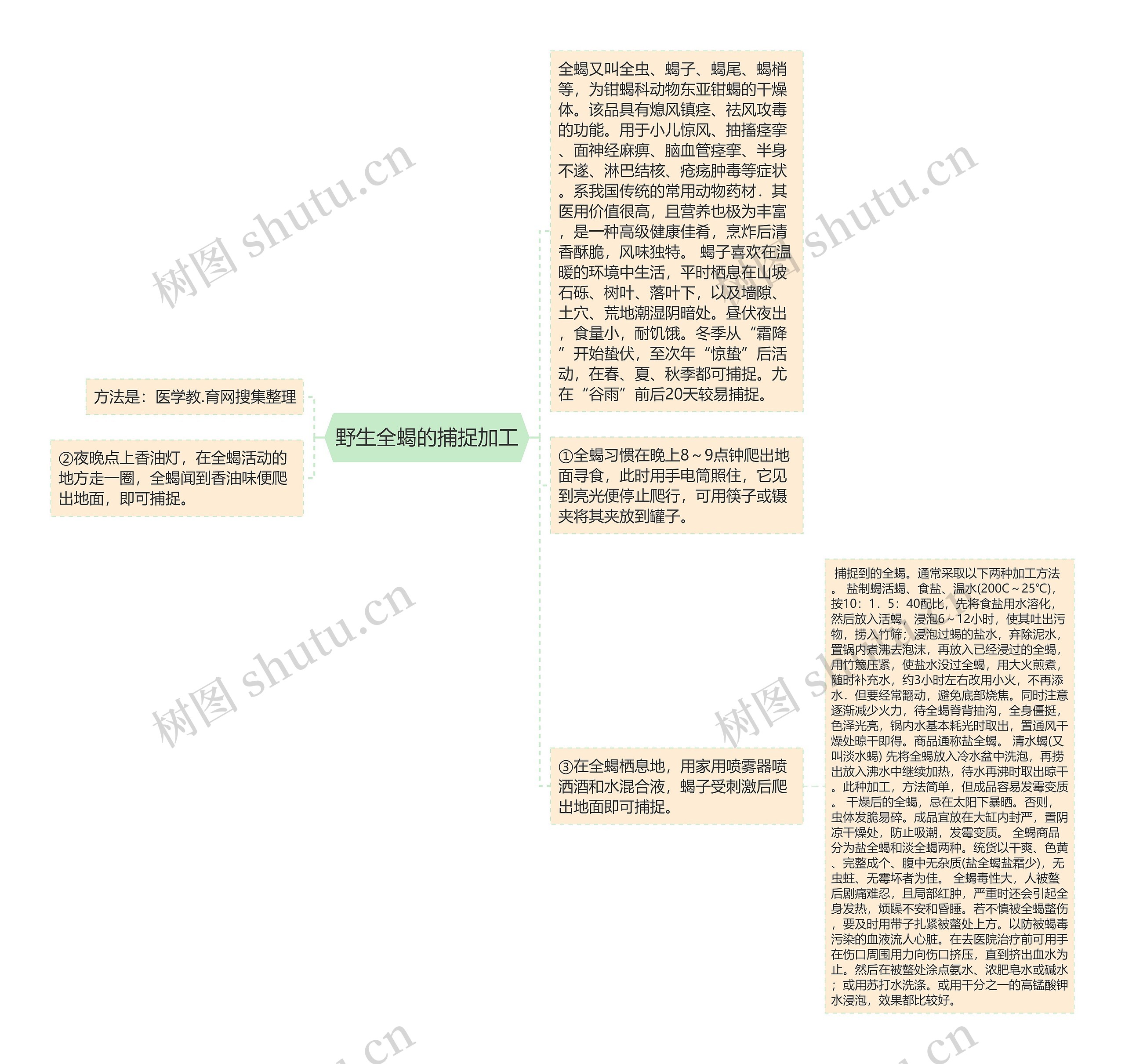 野生全蝎的捕捉加工思维导图