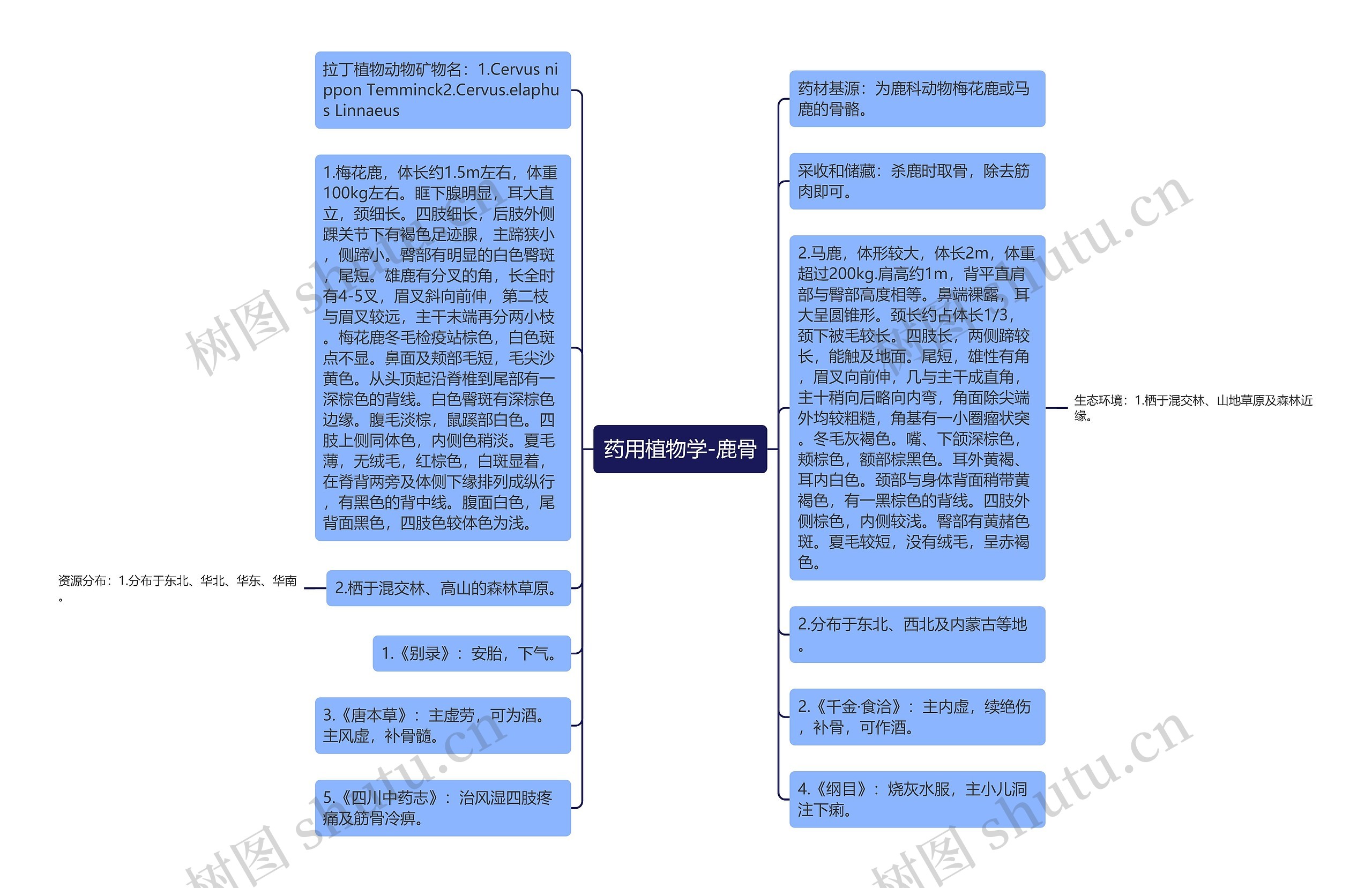 药用植物学-鹿骨思维导图
