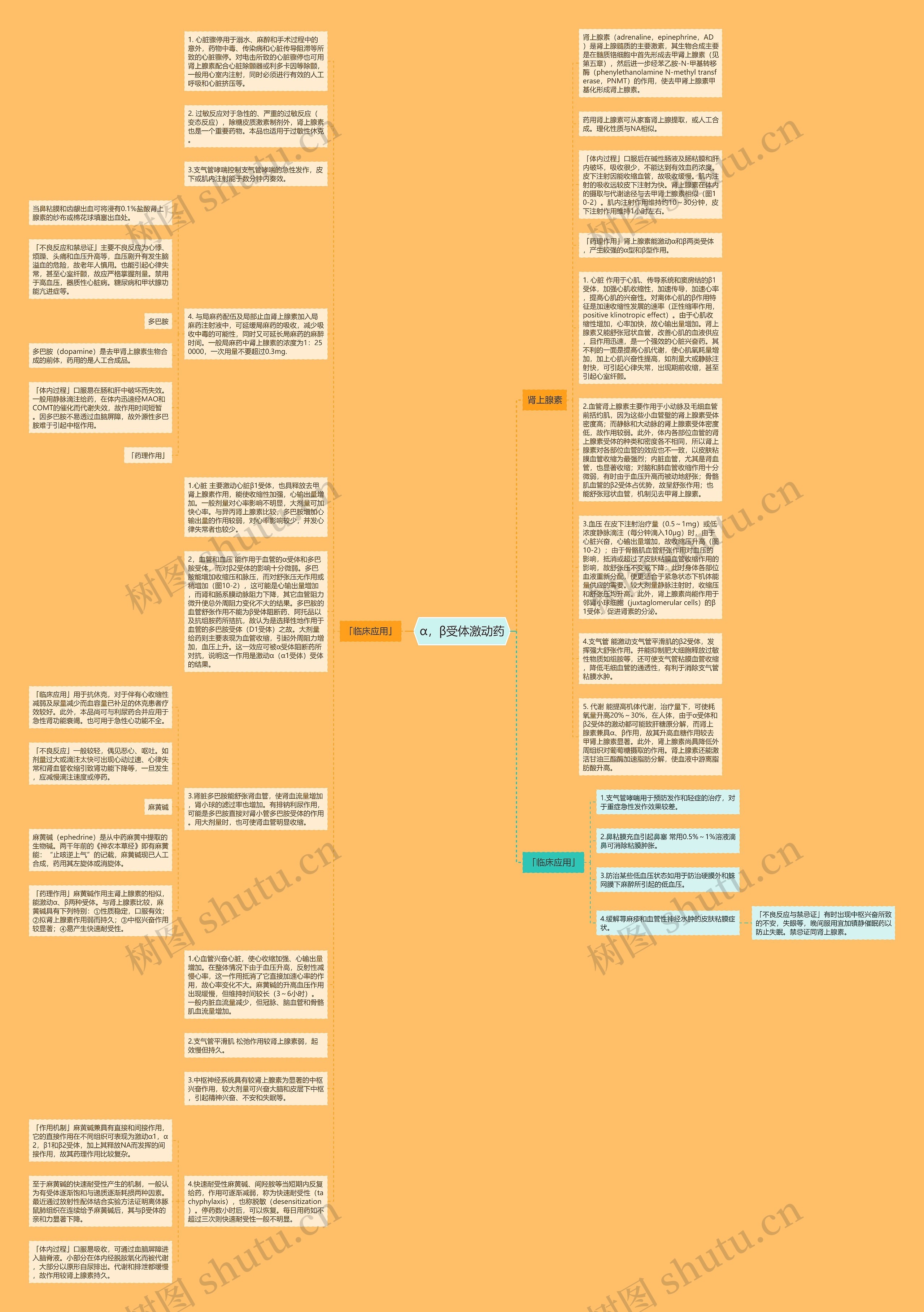 α，β受体激动药思维导图