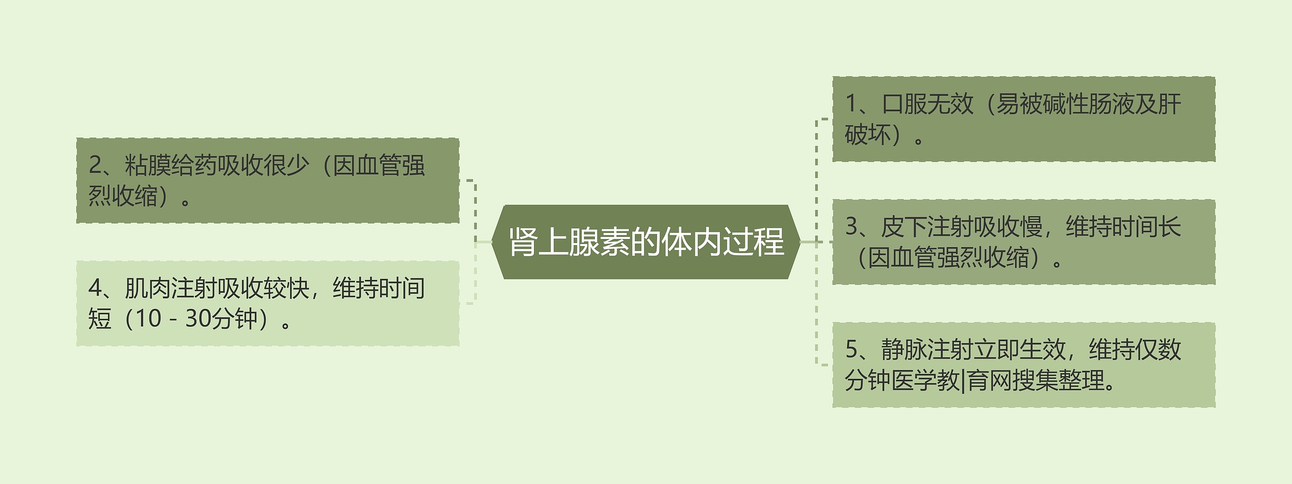 肾上腺素的体内过程思维导图