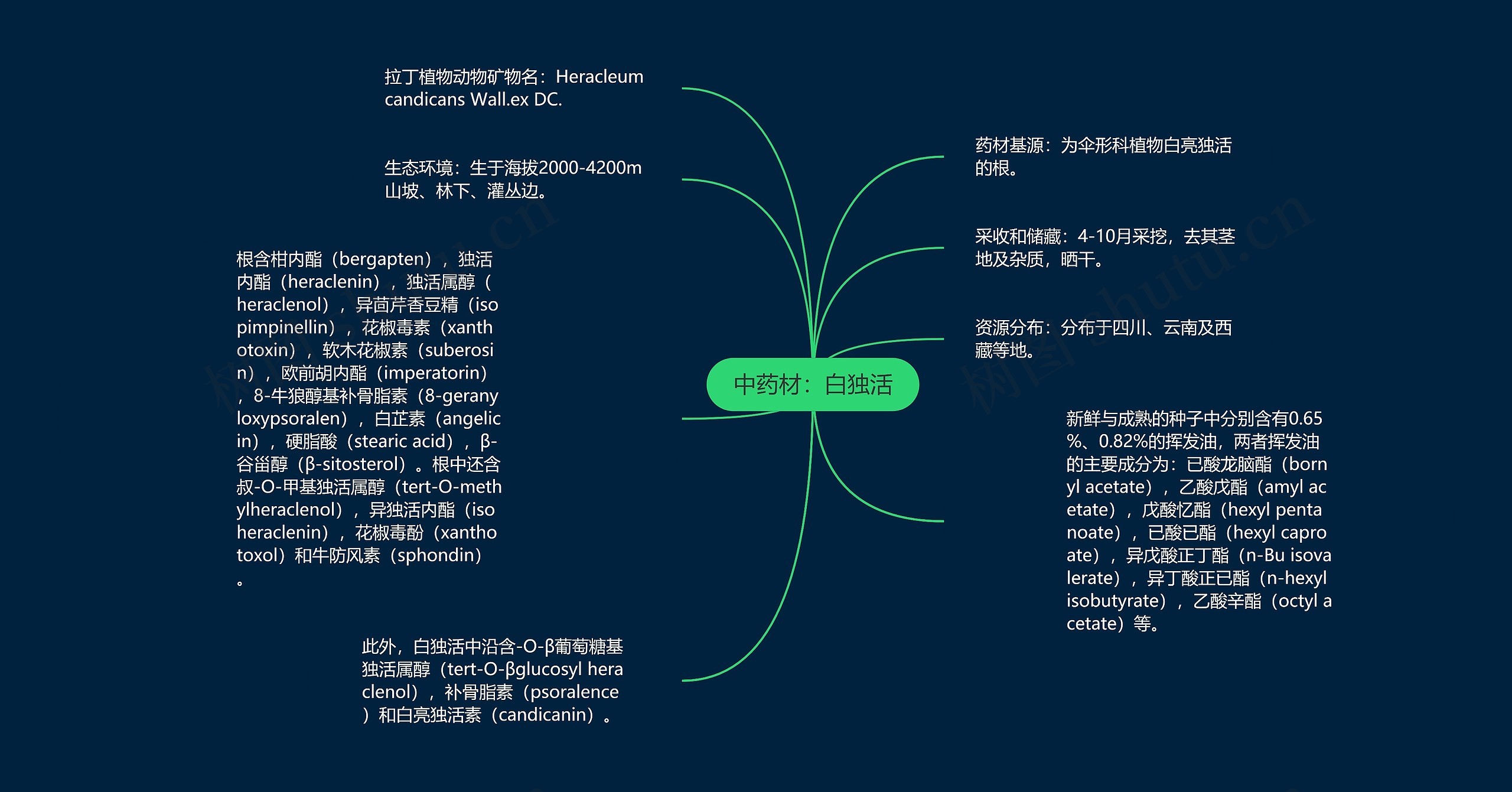 中药材：白独活思维导图