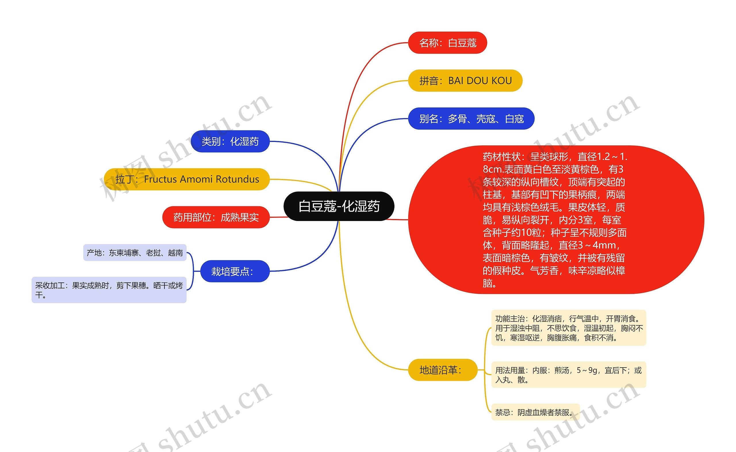 白豆蔻-化湿药思维导图