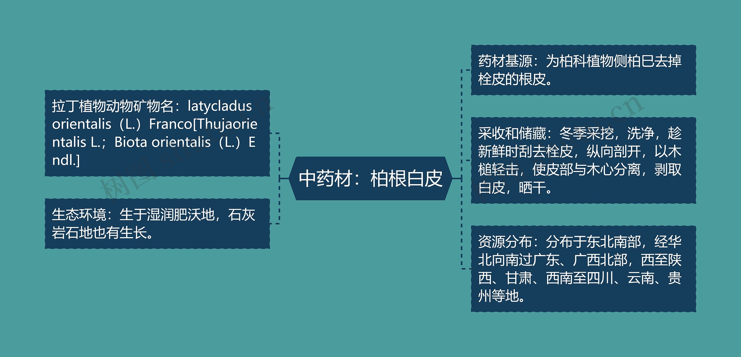 中药材：柏根白皮