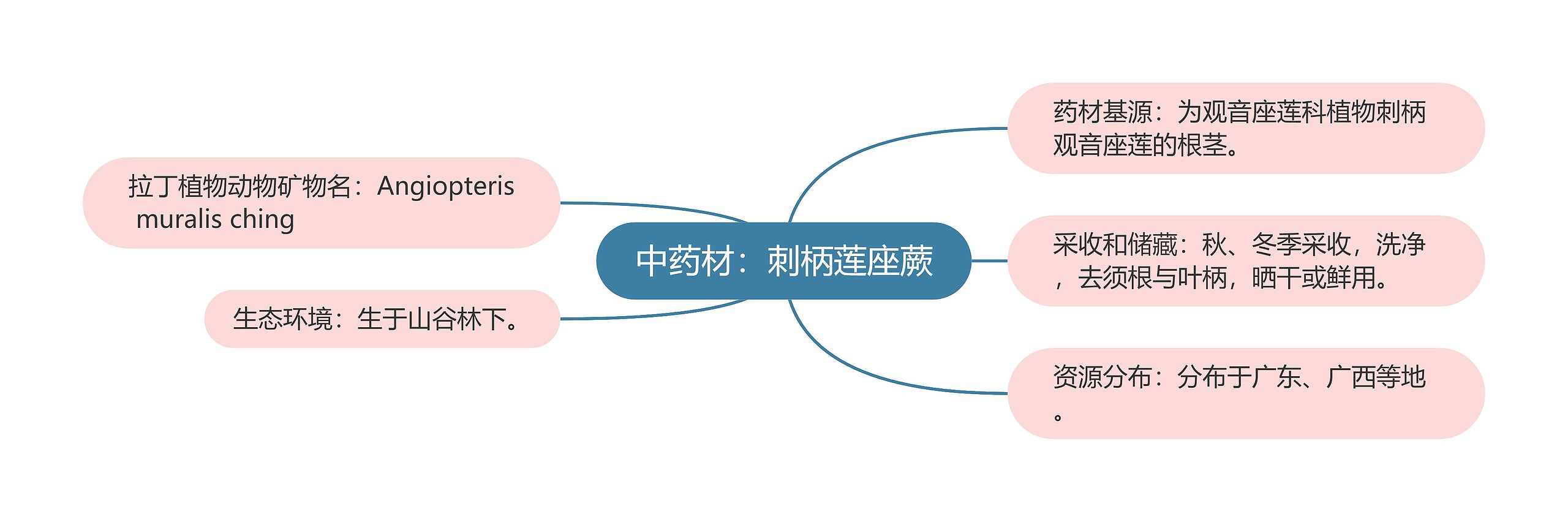 中药材：刺柄莲座蕨思维导图