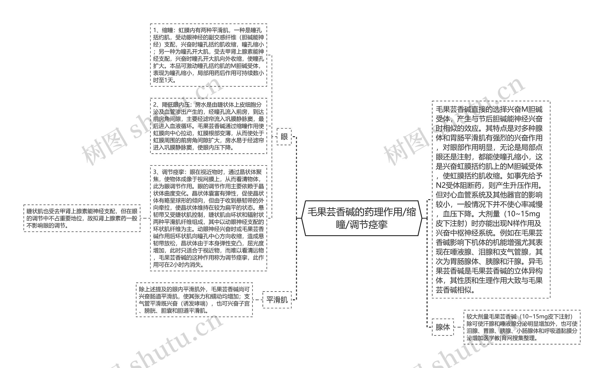 毛果芸香碱的药理作用/缩瞳/调节痉挛思维导图