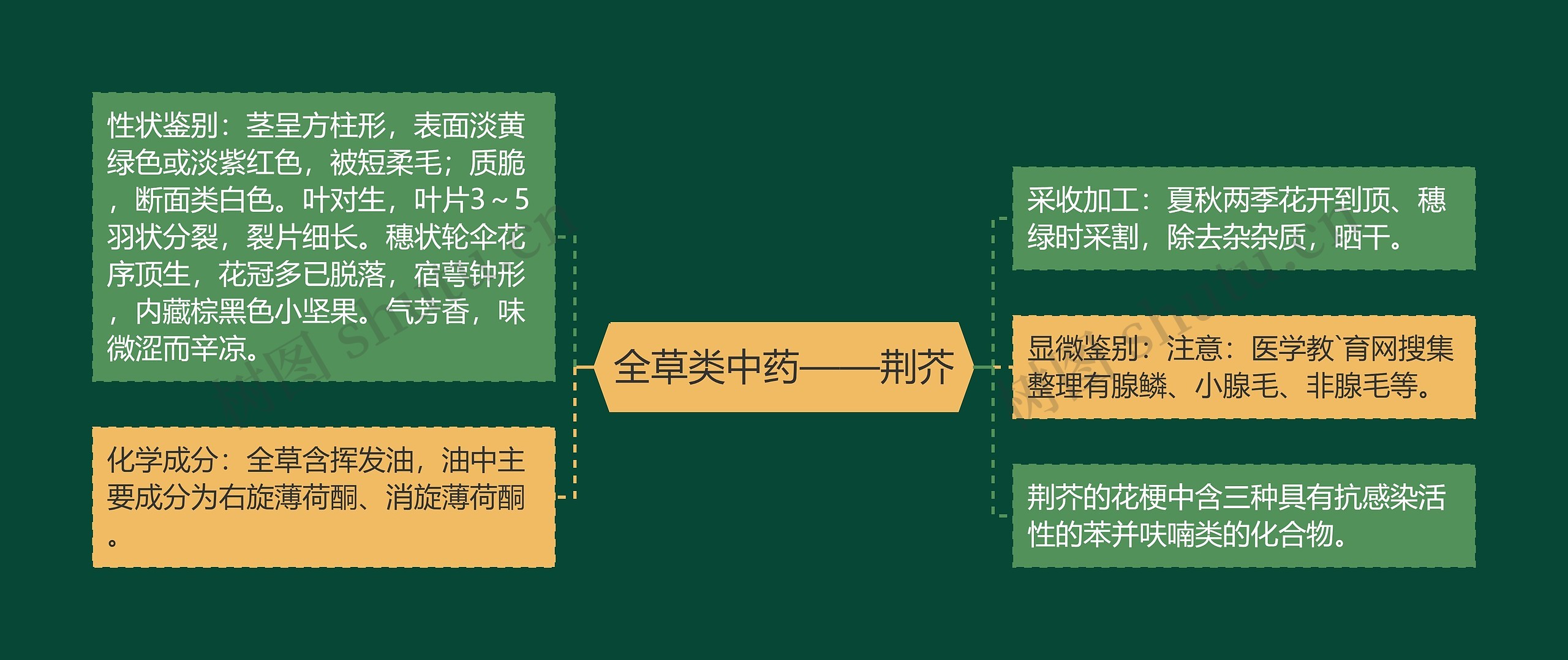 全草类中药——荆芥思维导图