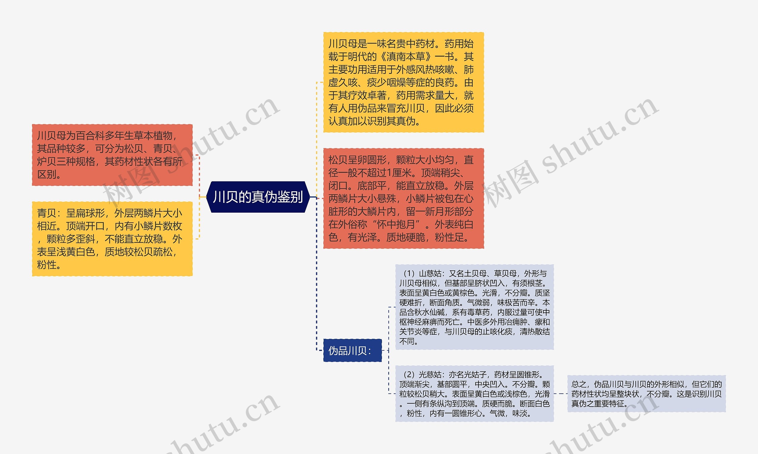 川贝的真伪鉴别思维导图