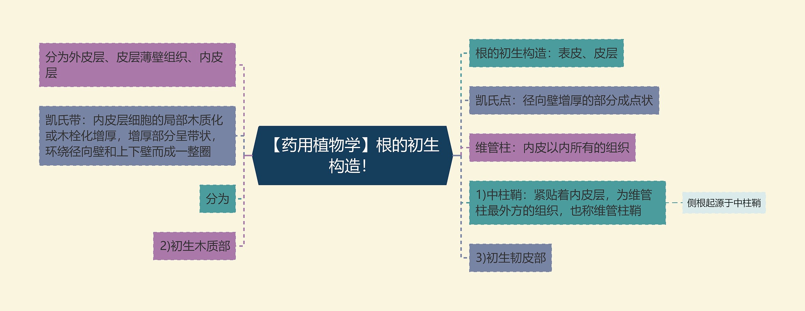 【药用植物学】根的初生构造! 【药用植物学】根的初生构造!