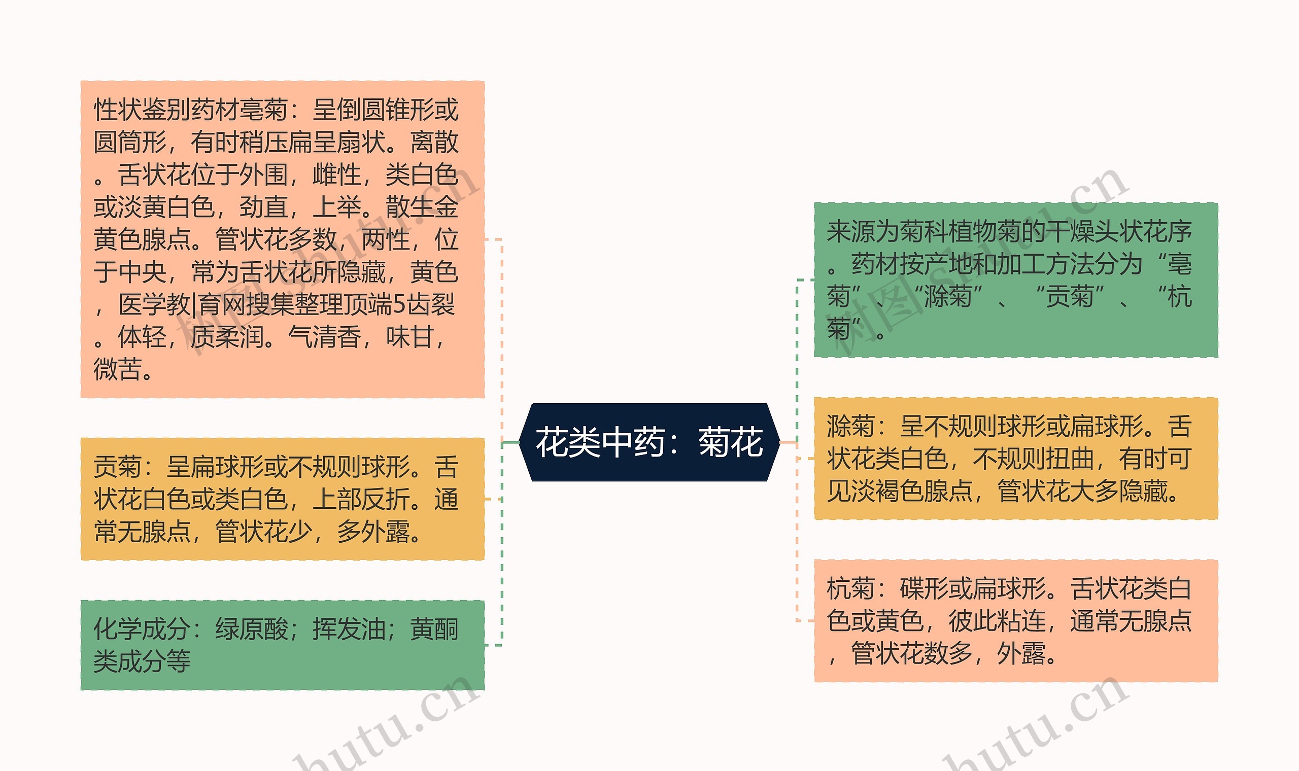 花类中药：菊花思维导图