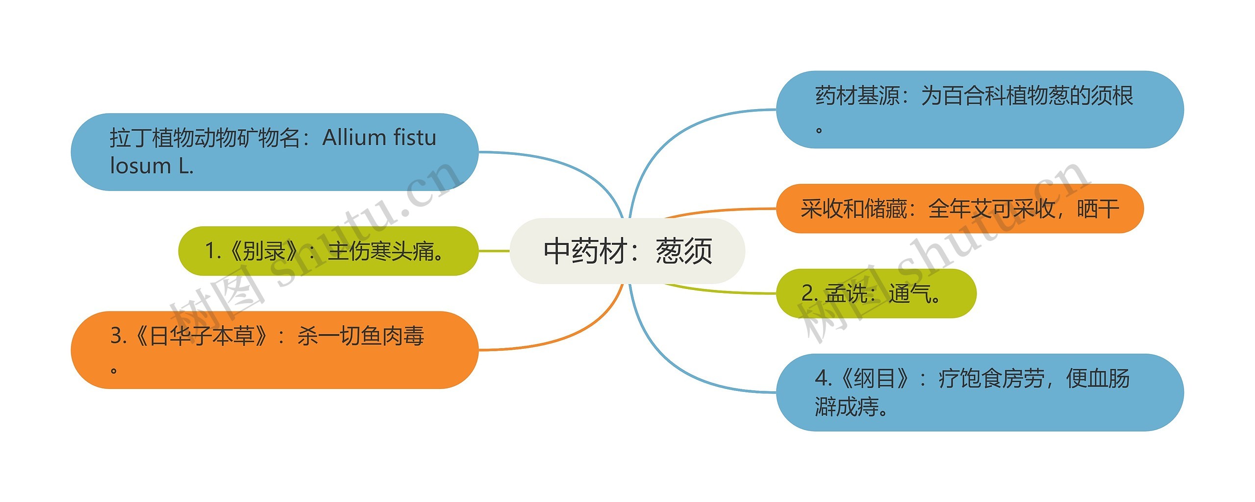 中药材：葱须思维导图