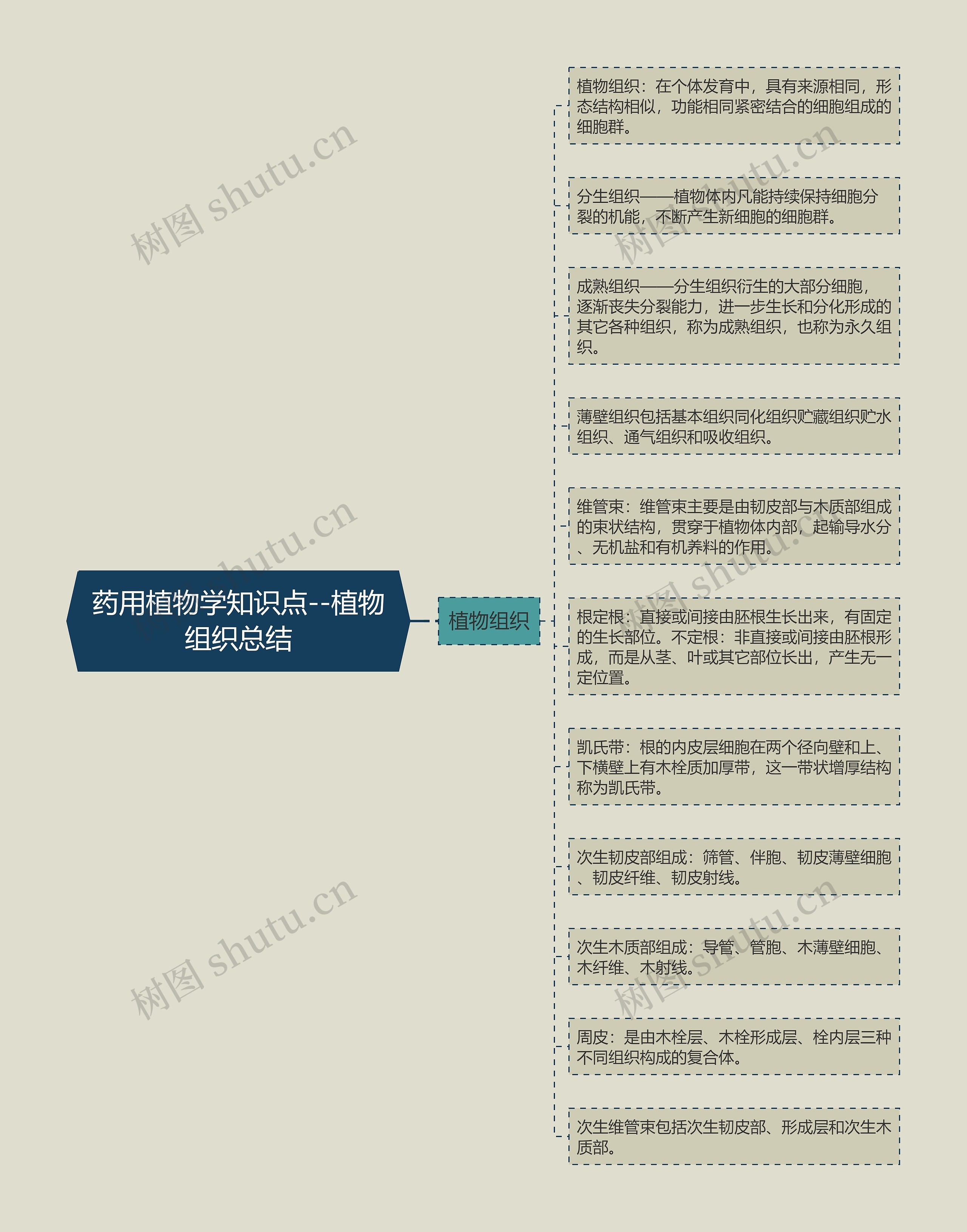 药用植物学知识点--植物组织总结