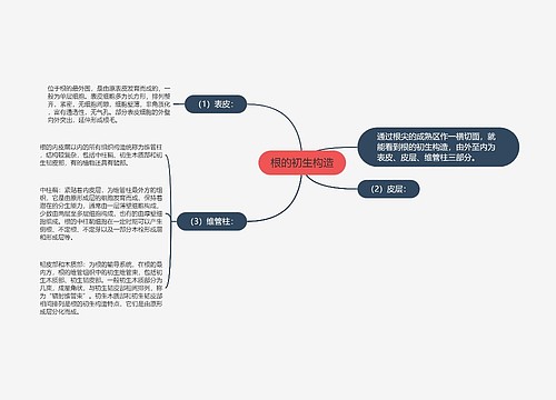 根的初生构造