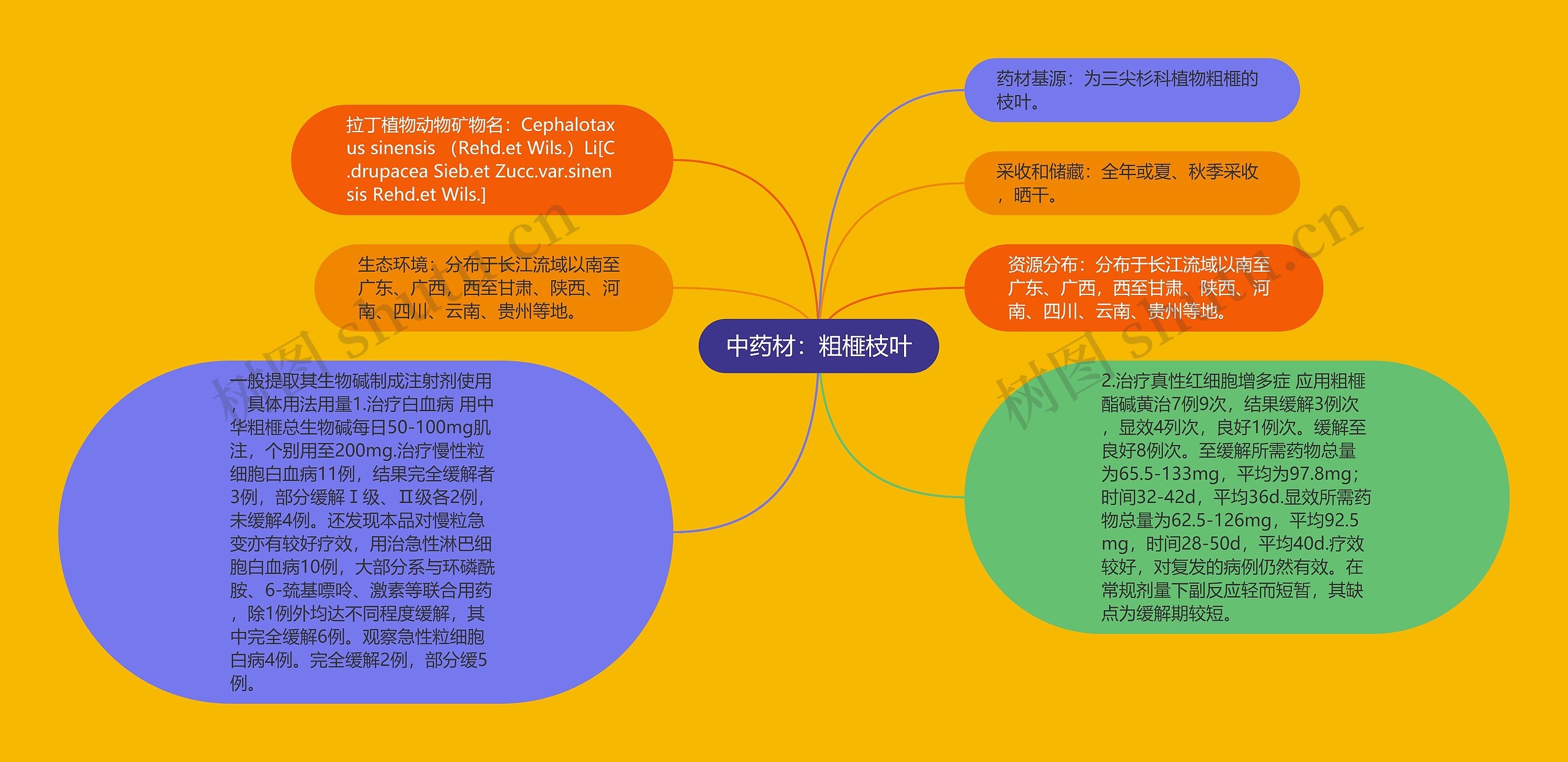 中药材：粗榧枝叶思维导图