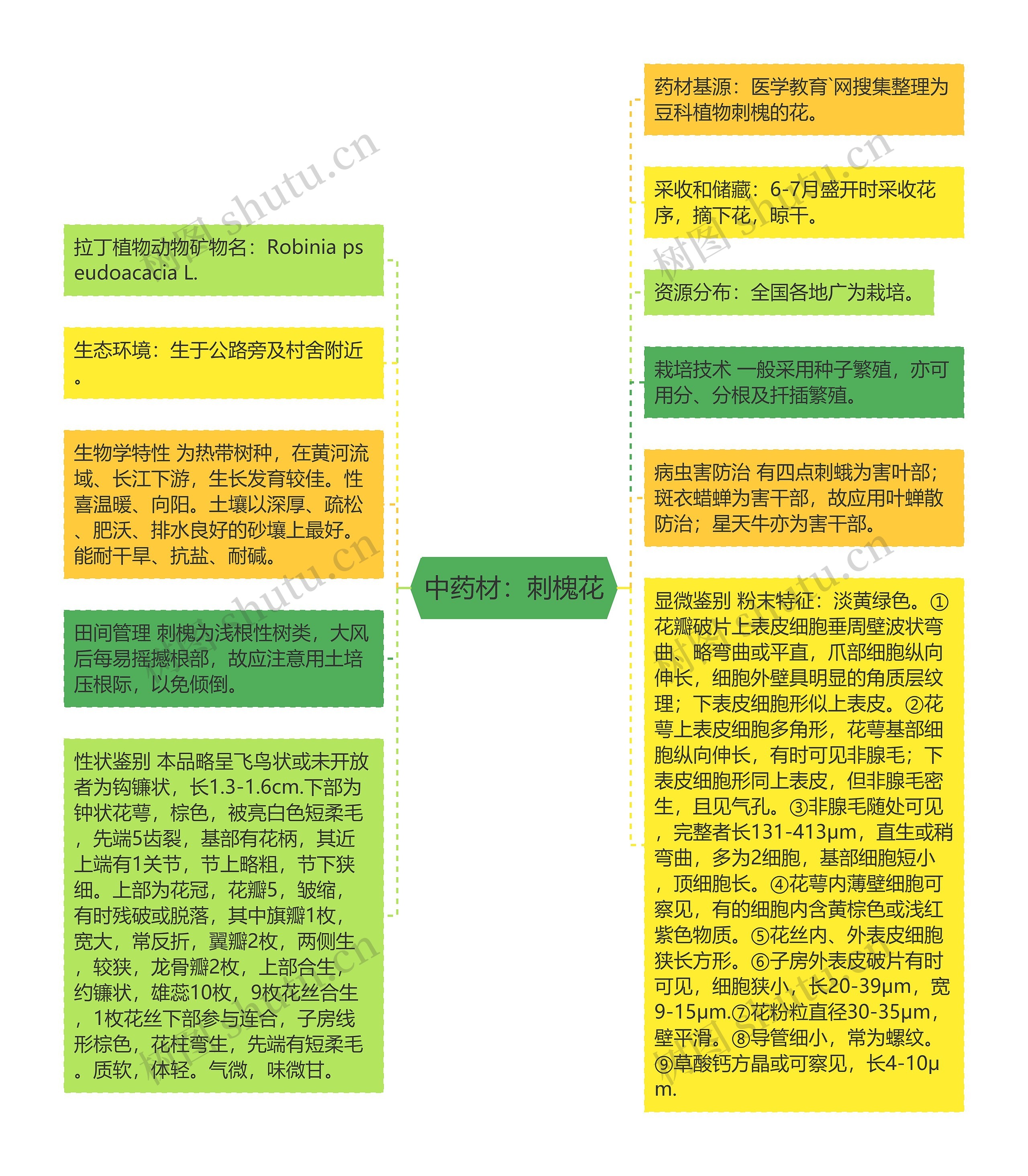 中药材：刺槐花思维导图