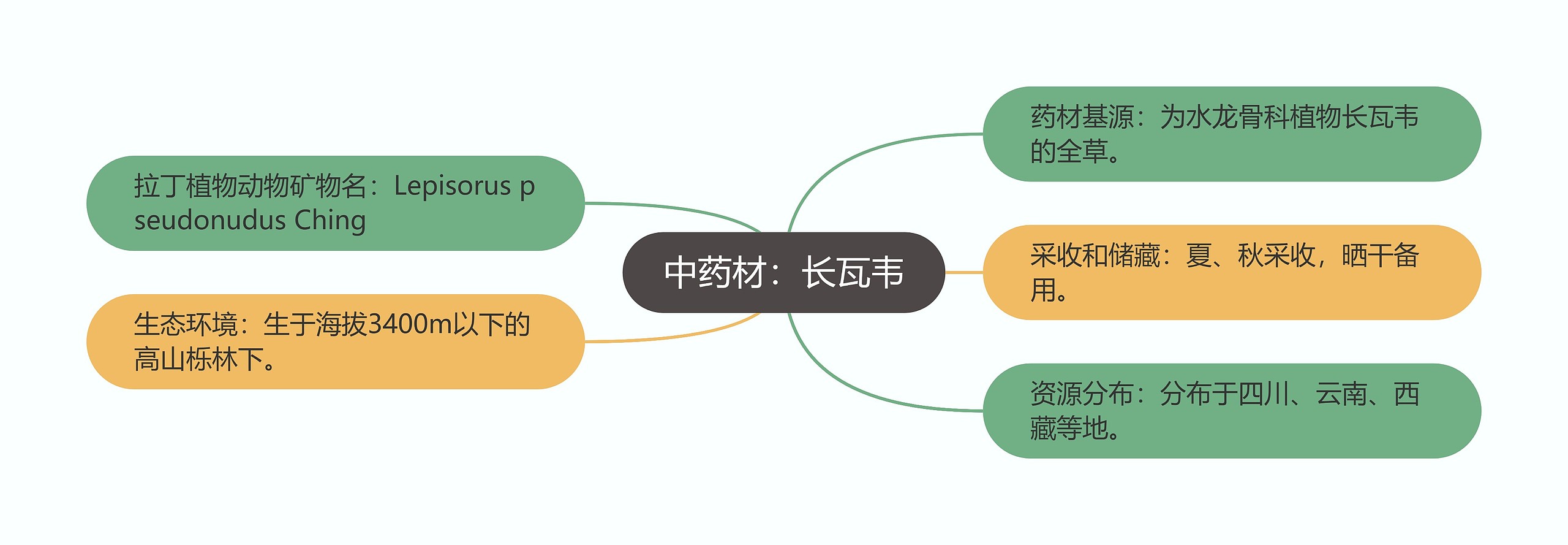 中药材：长瓦韦思维导图