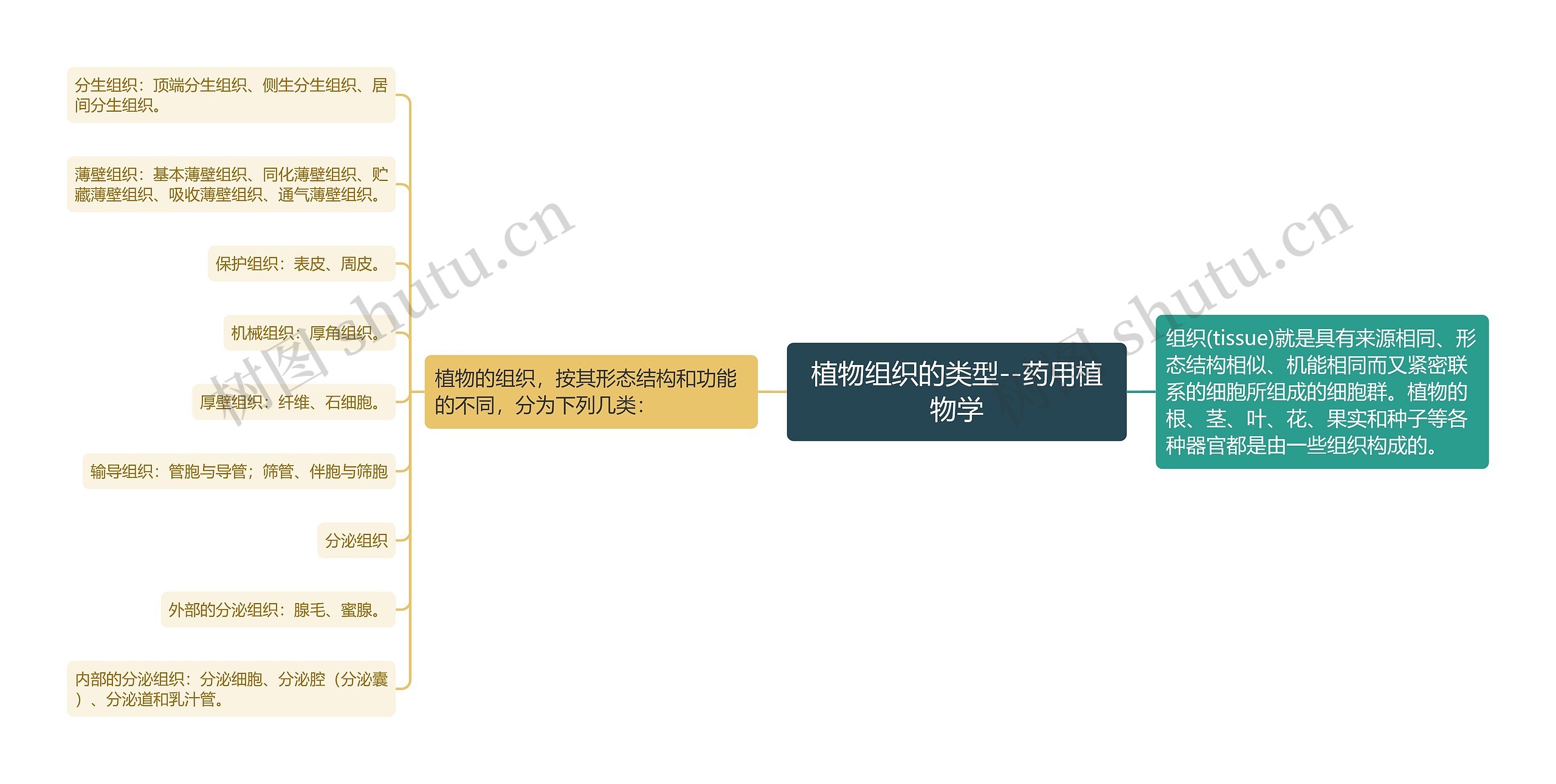 植物组织的类型--药用植物学