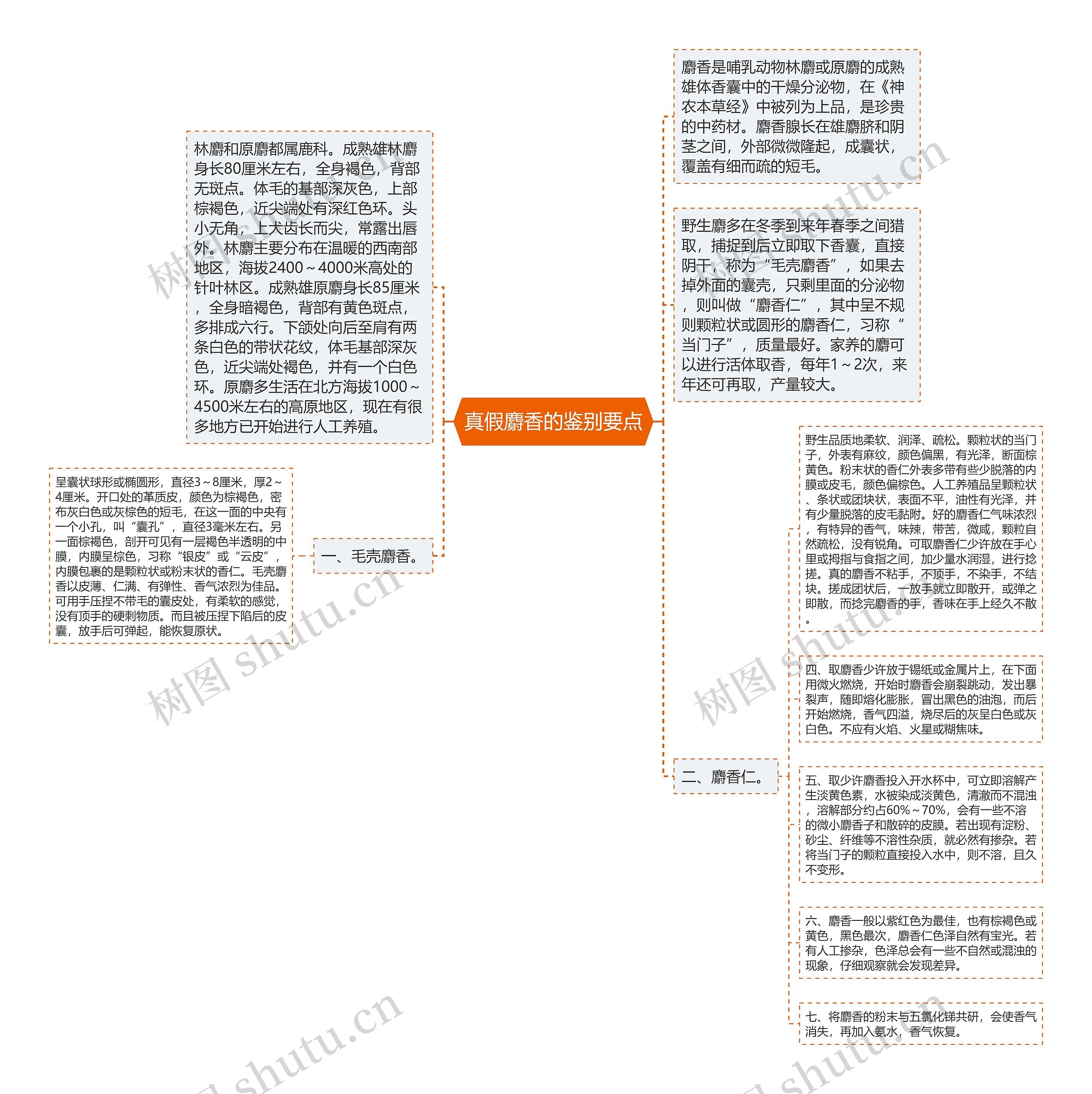 真假麝香的鉴别要点