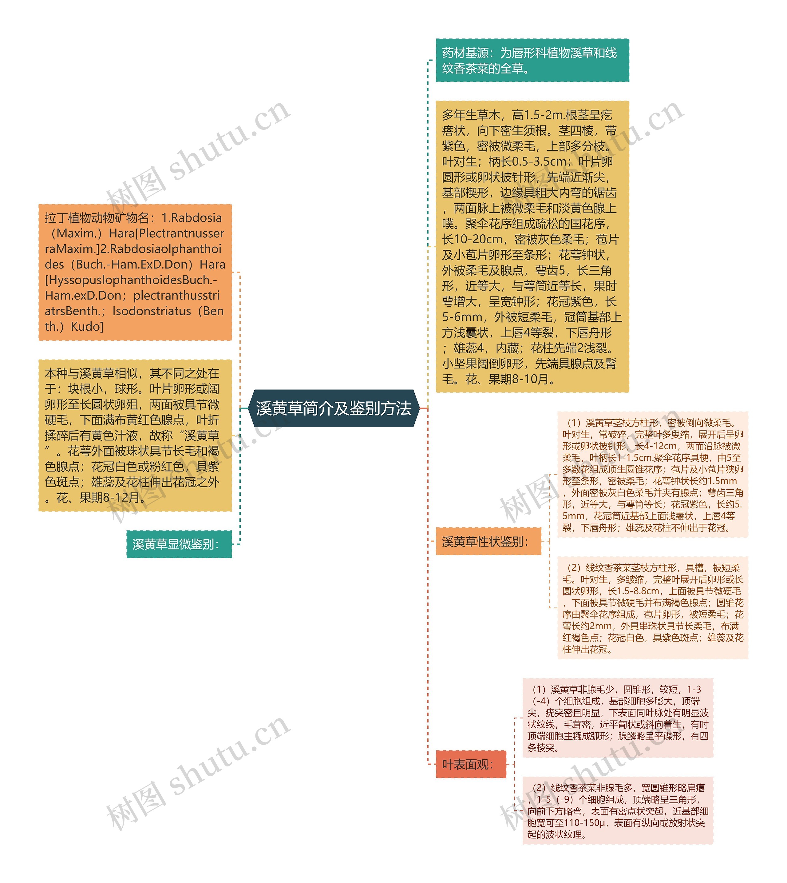 溪黄草简介及鉴别方法思维导图