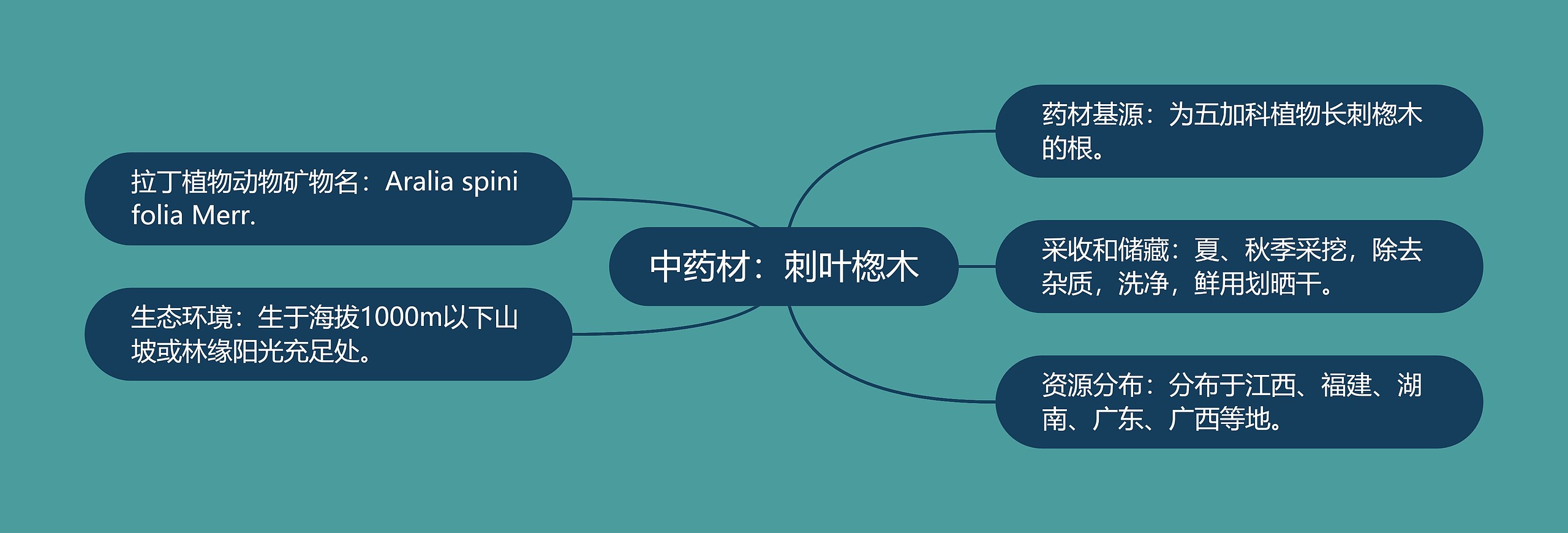 中药材：刺叶楤木