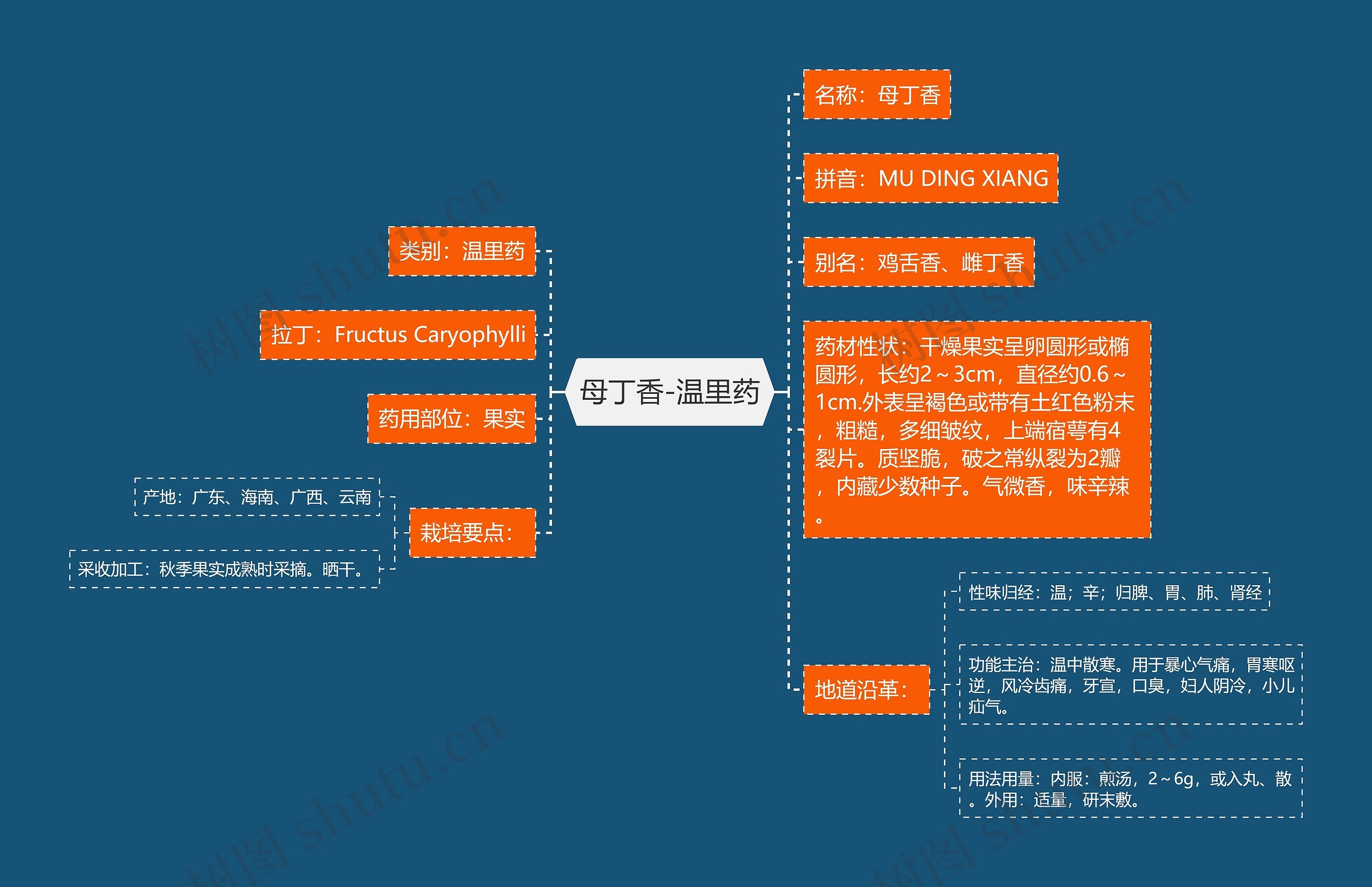 母丁香-温里药 母丁香-温里药