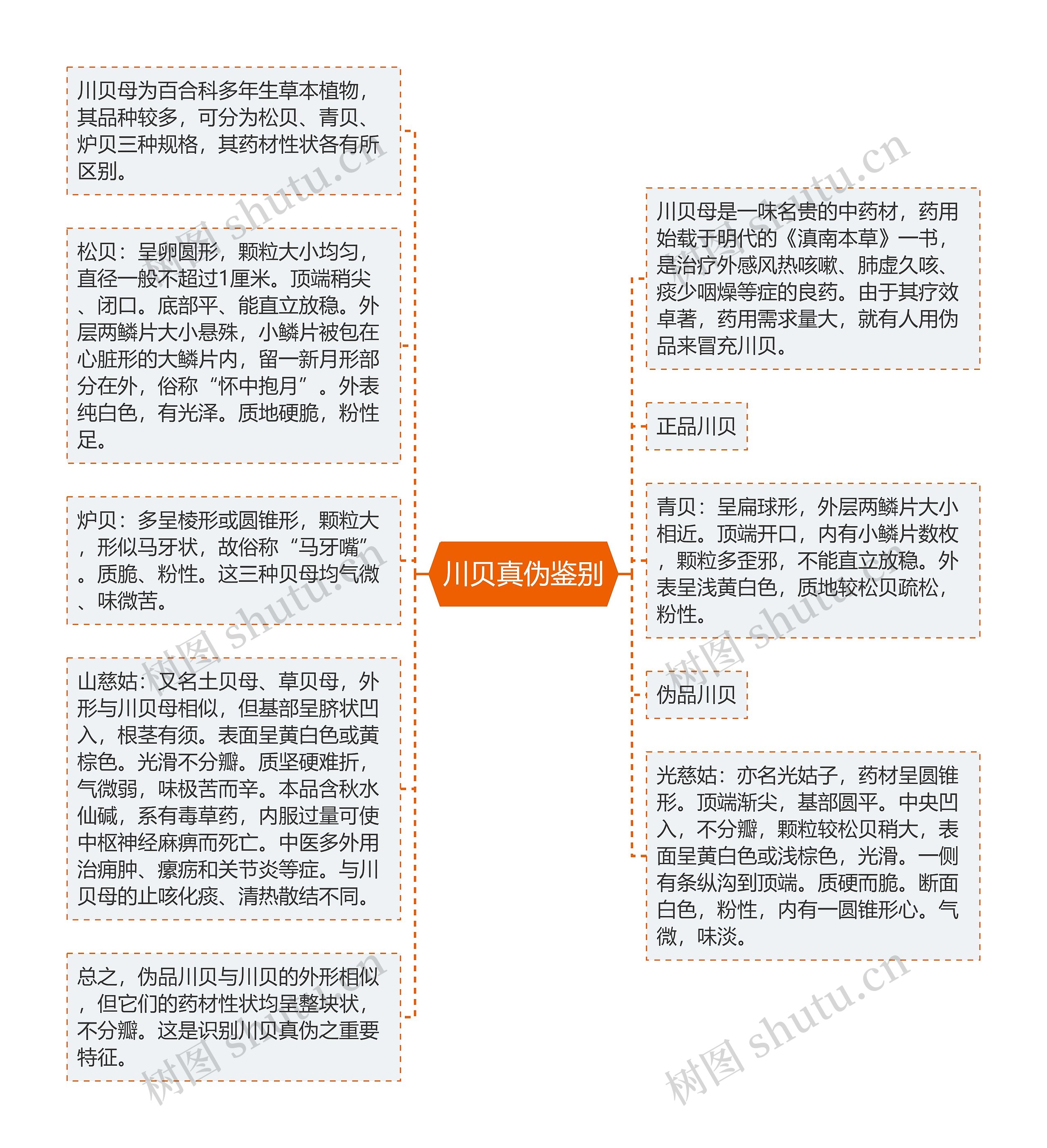 川贝真伪鉴别思维导图