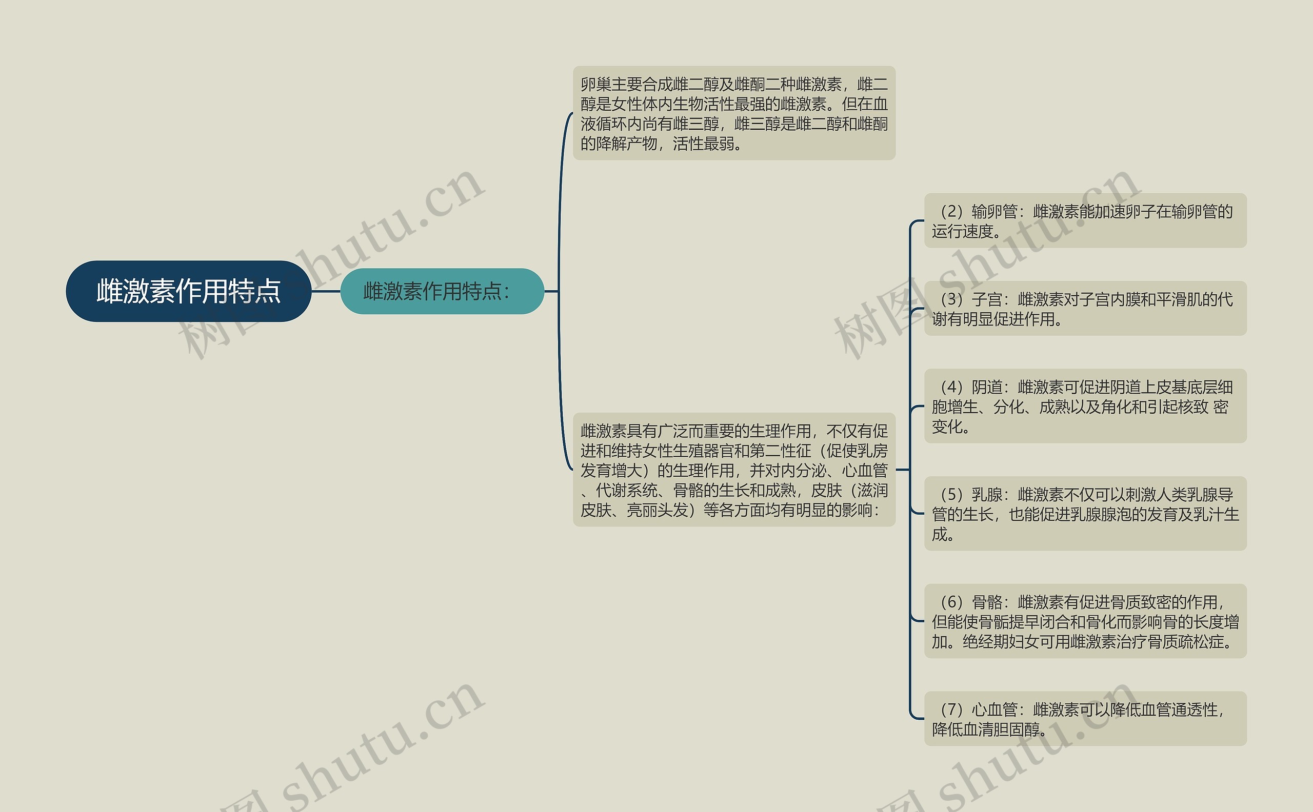 雌激素作用特点