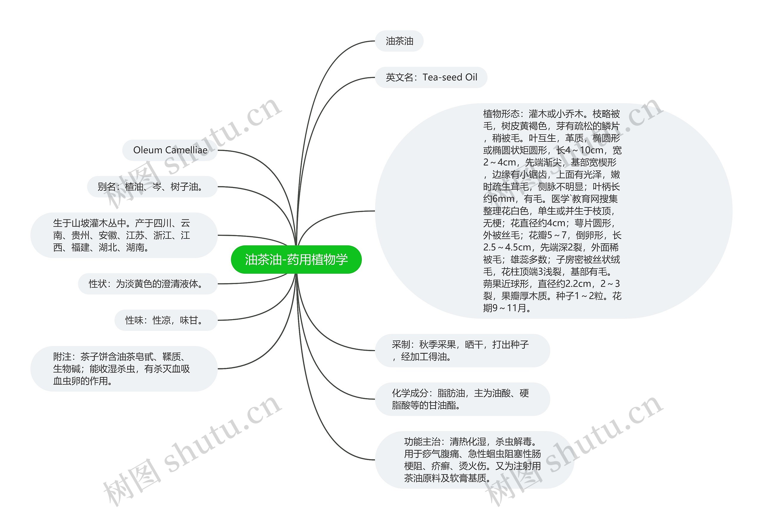 油茶油-药用植物学