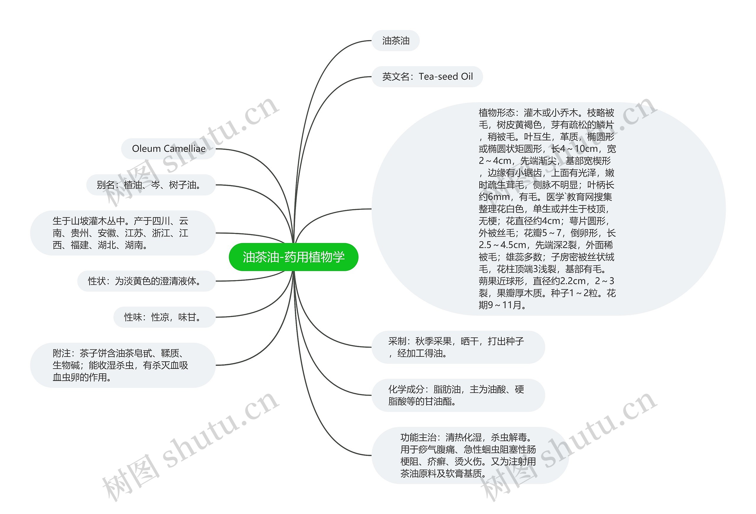 油茶油-药用植物学 油茶油-药用植物学